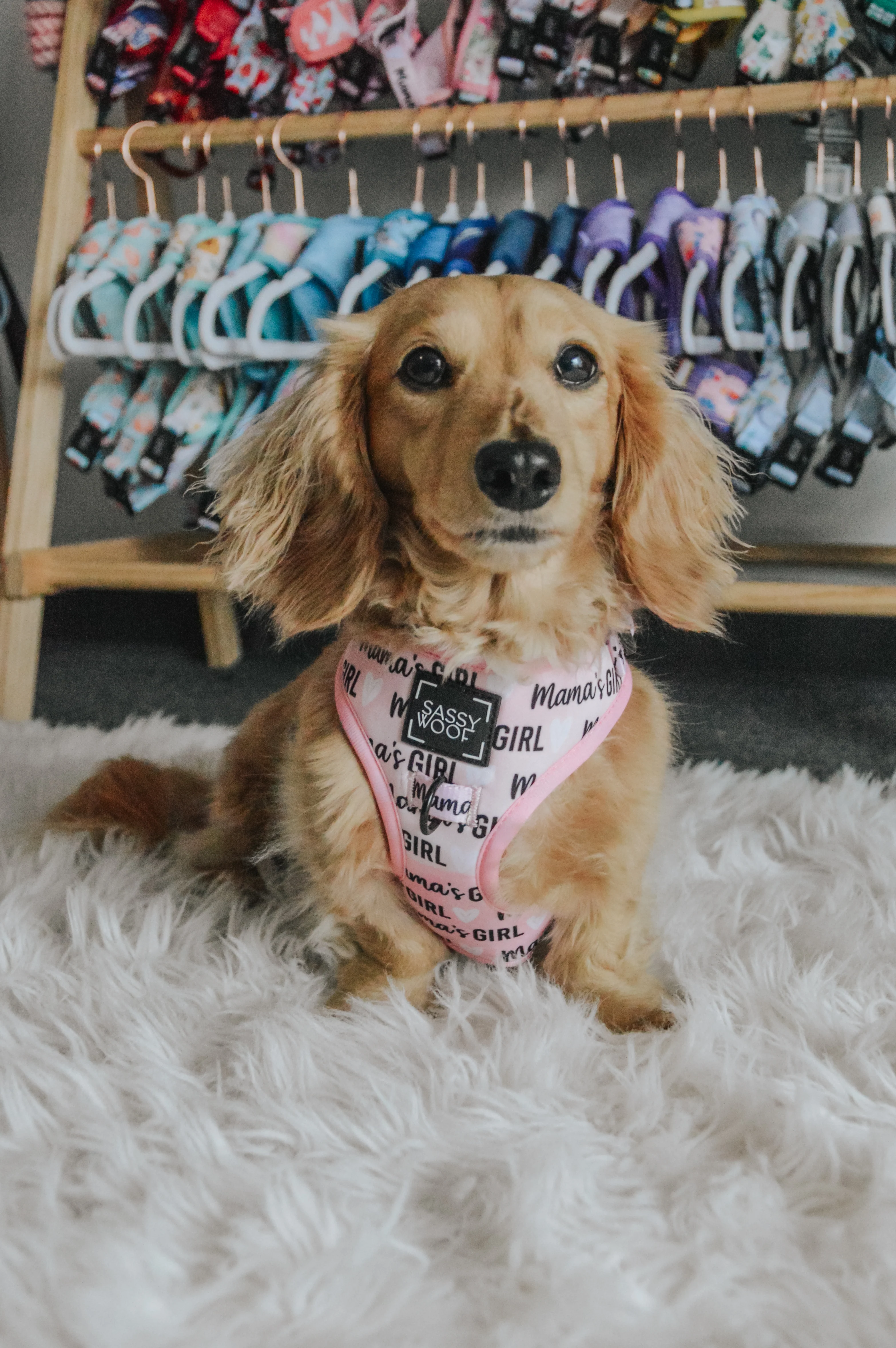 Dog Adjustable Harness - Mama's Girl - Image 13