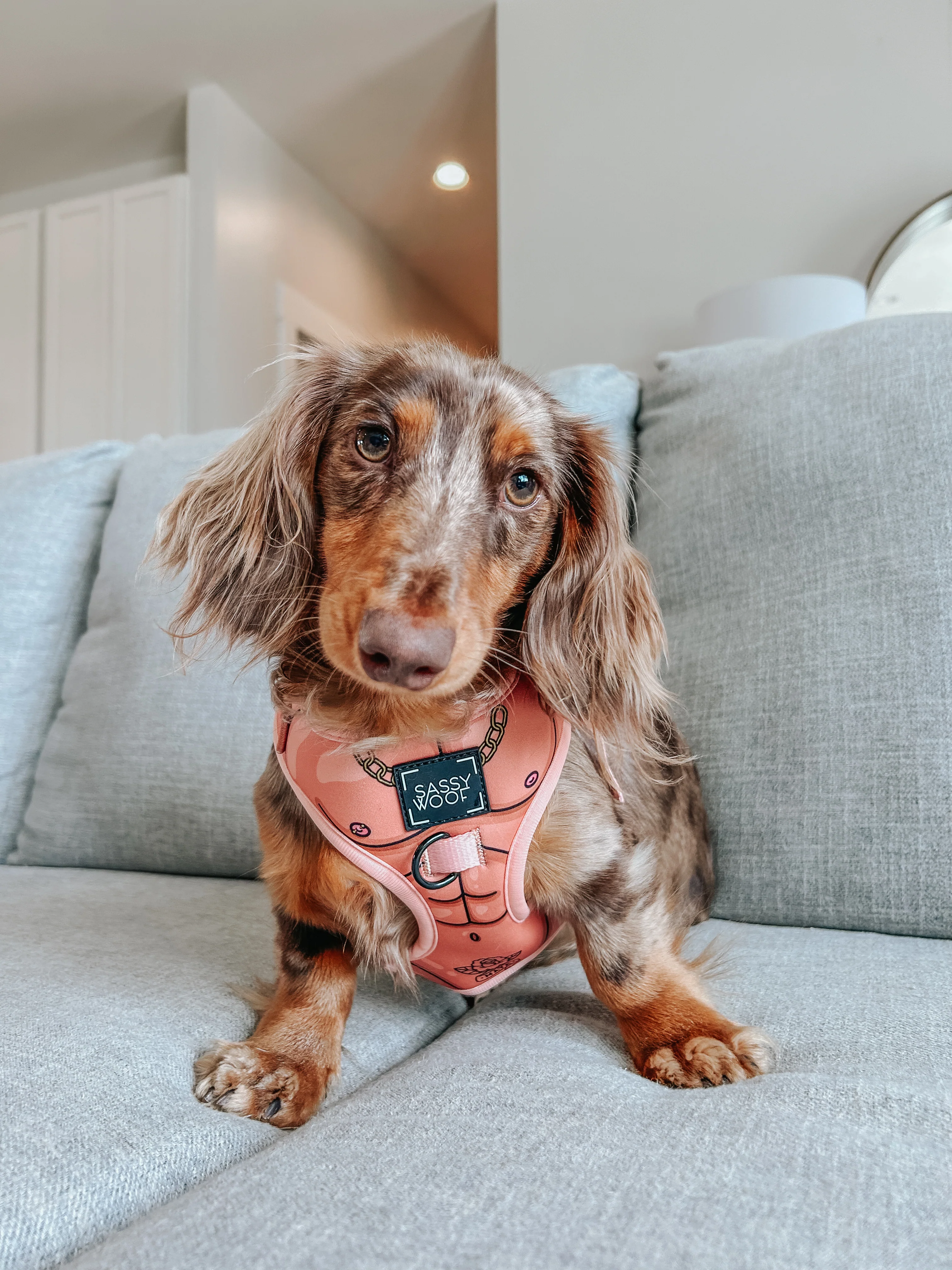 Dog Adjustable Harness - Muscle Bod - Image 5