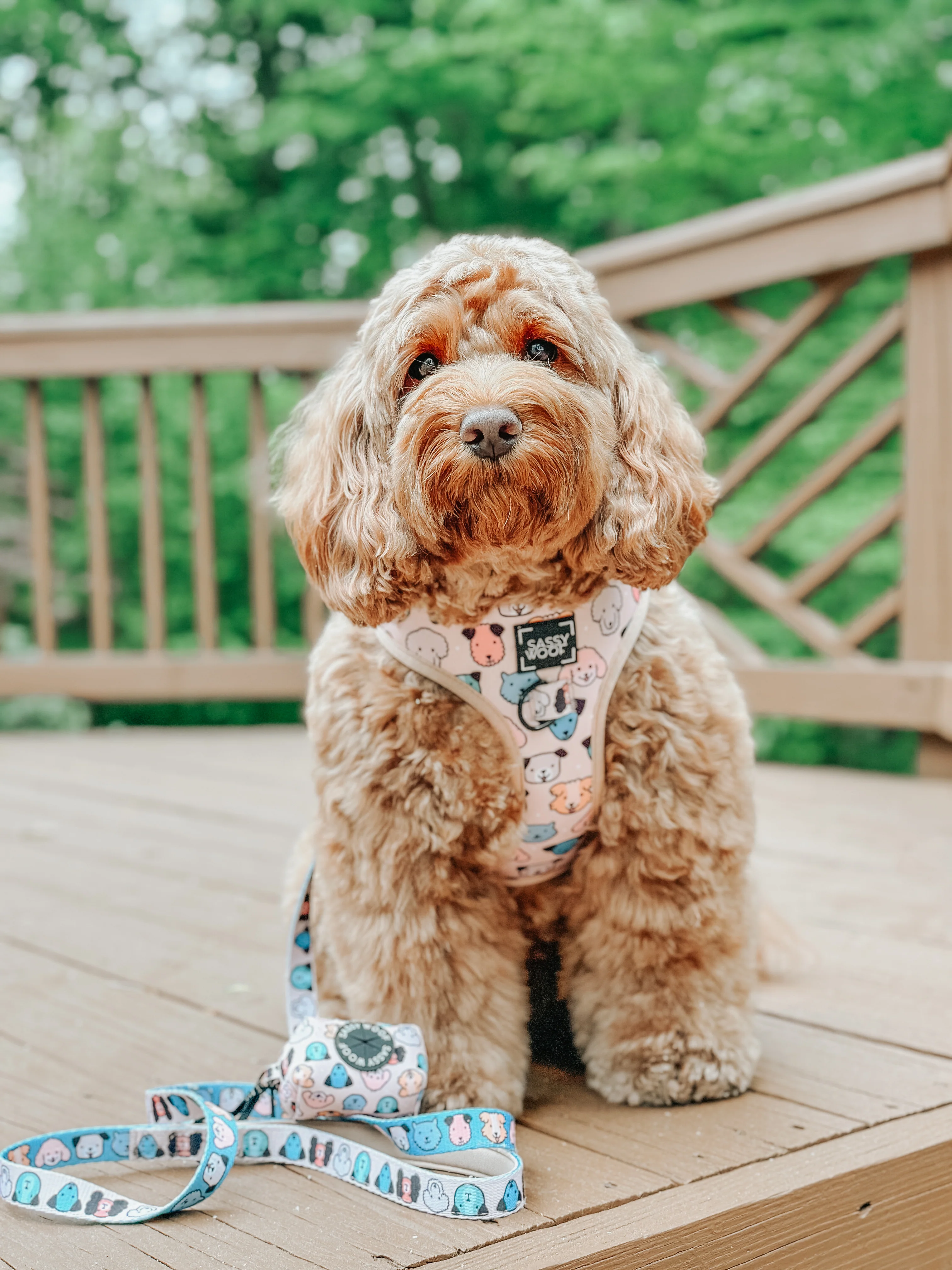 Dog Adjustable Harness - Mixed With Love - Image 10