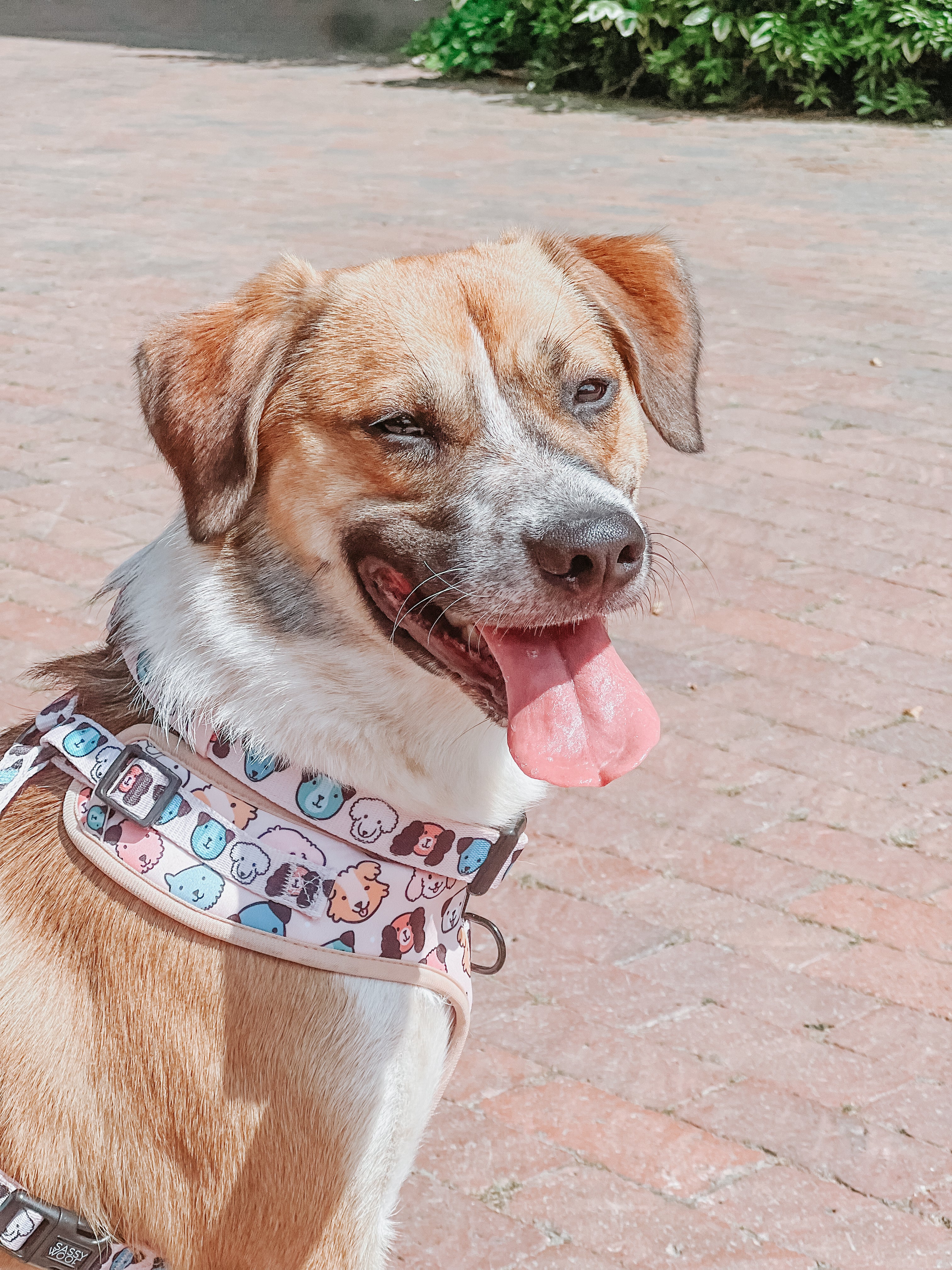 Dog Adjustable Harness - Mixed With Love - Image 17