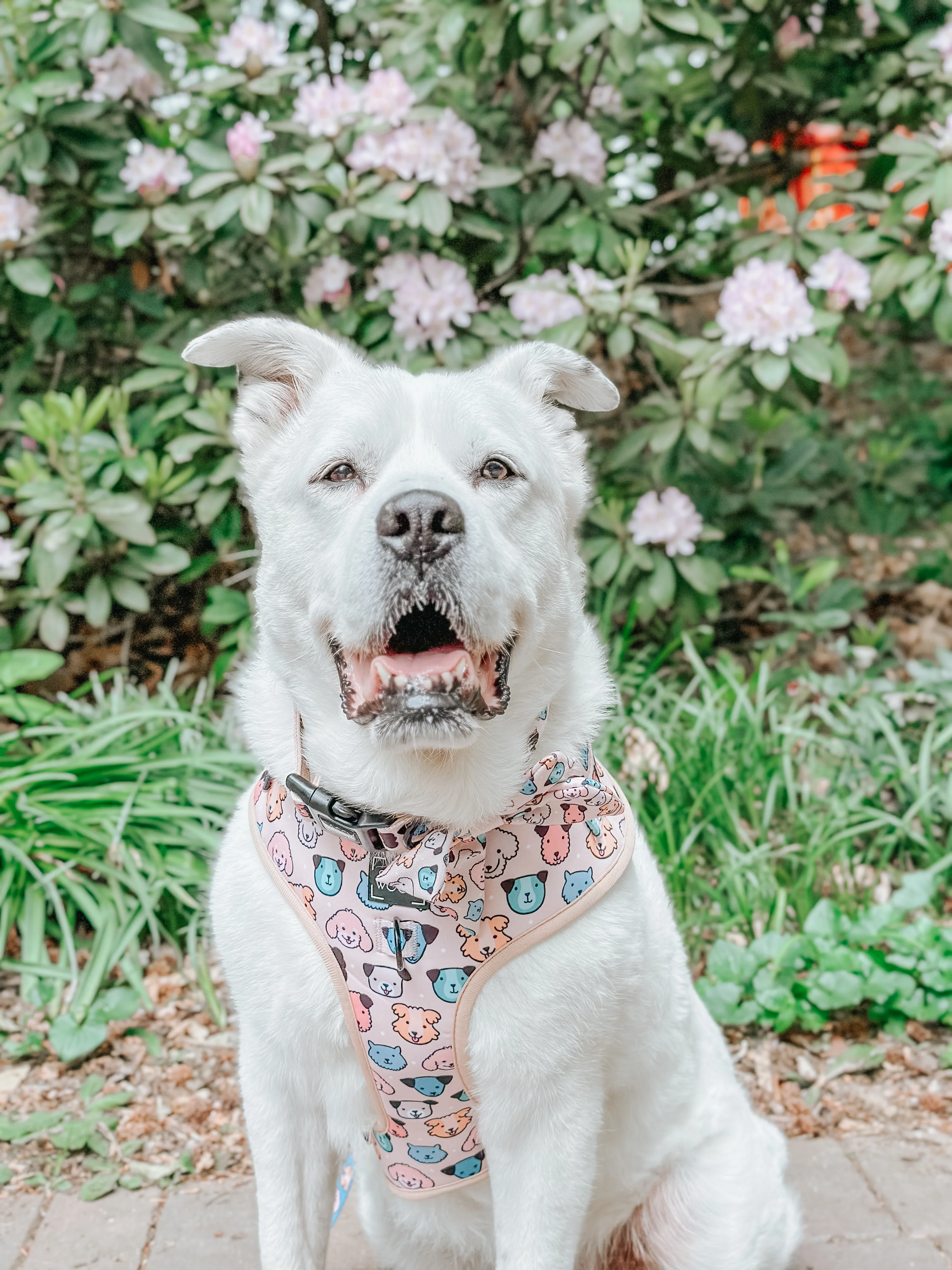 Dog Adjustable Harness - Mixed With Love - Image 7