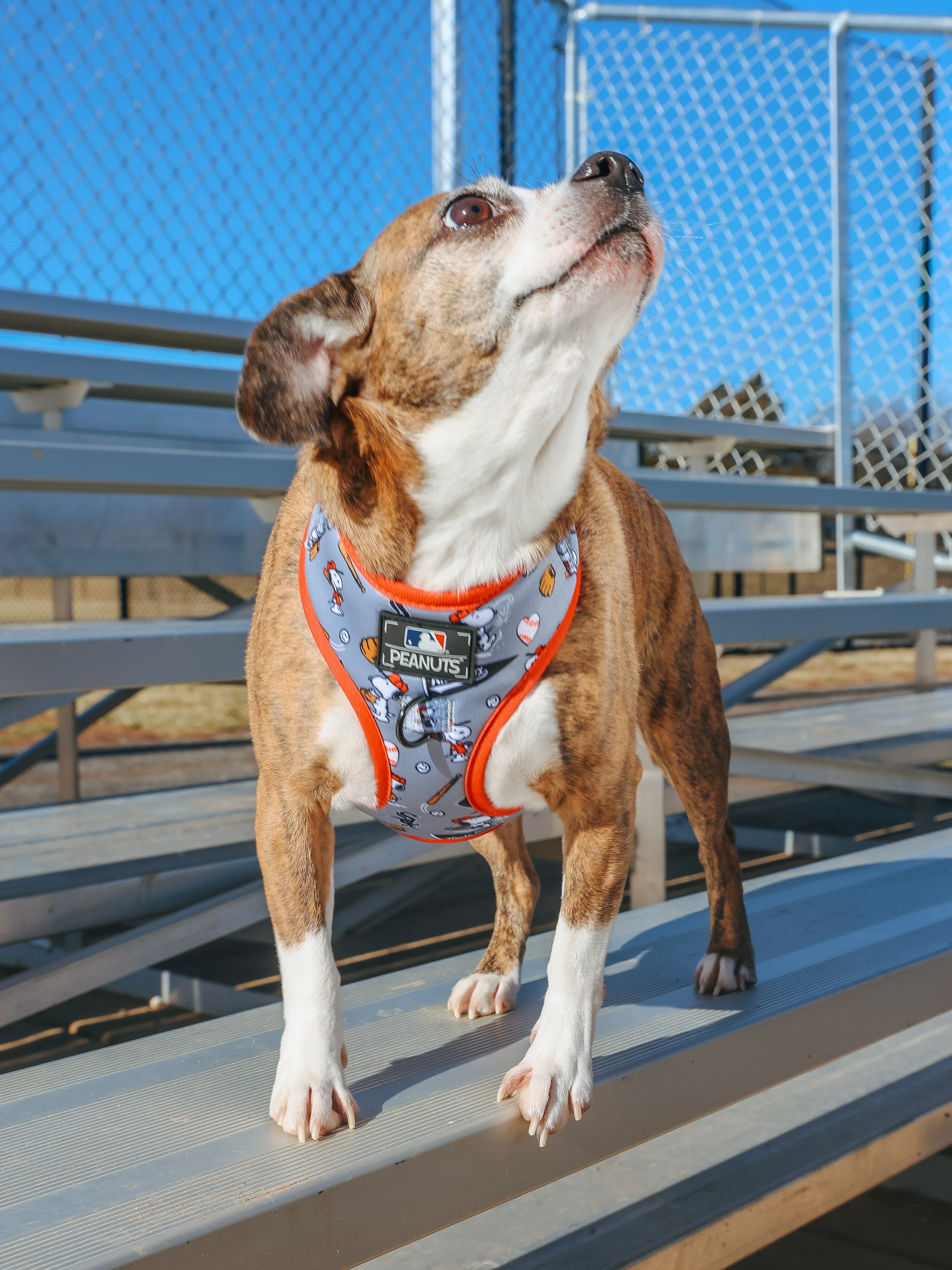 Dog Adjustable Harness - MLB™ x Peanuts™ Chicago White Sox™ - Image 6