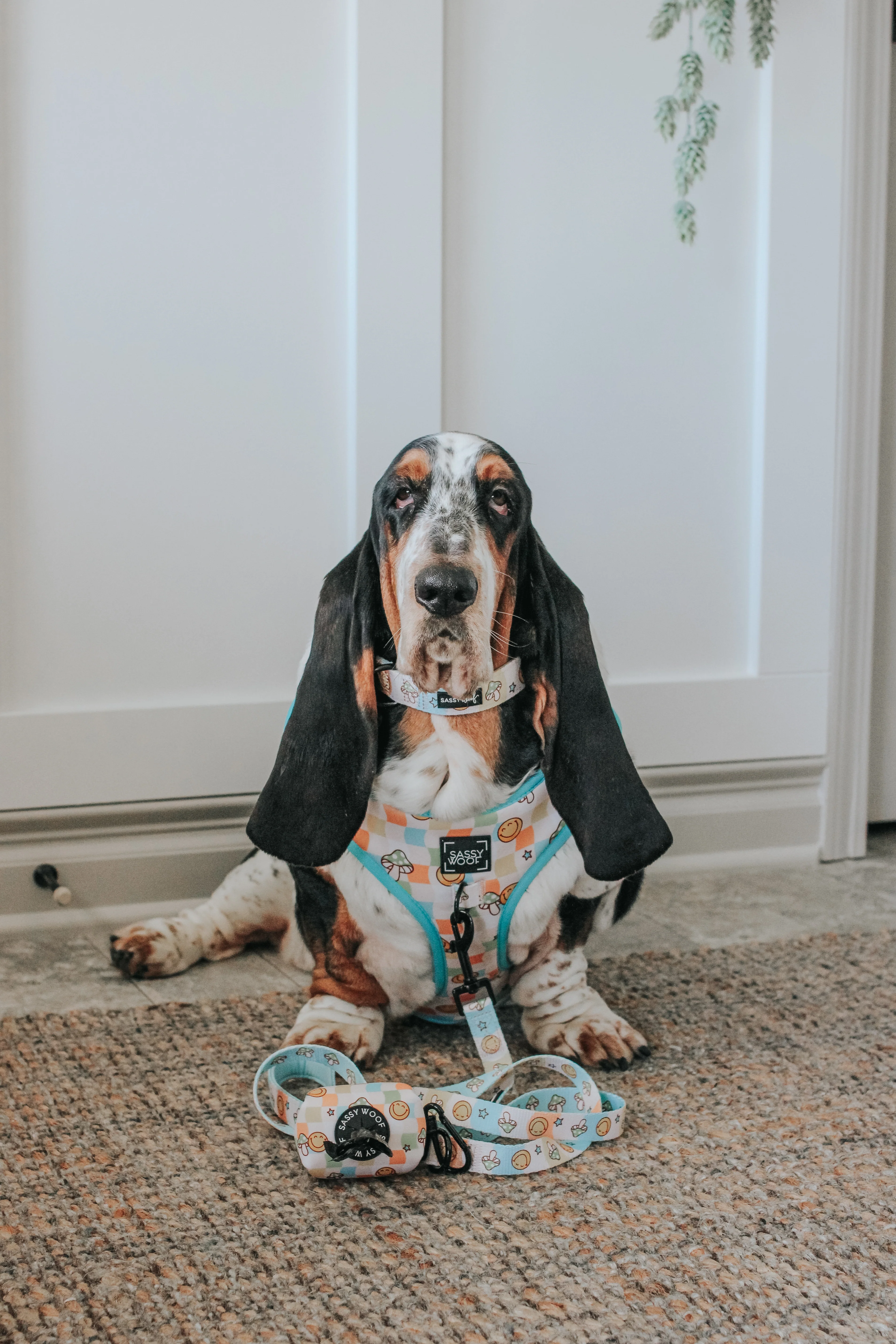 Dog Adjustable Harness - Mush Love - Image 9