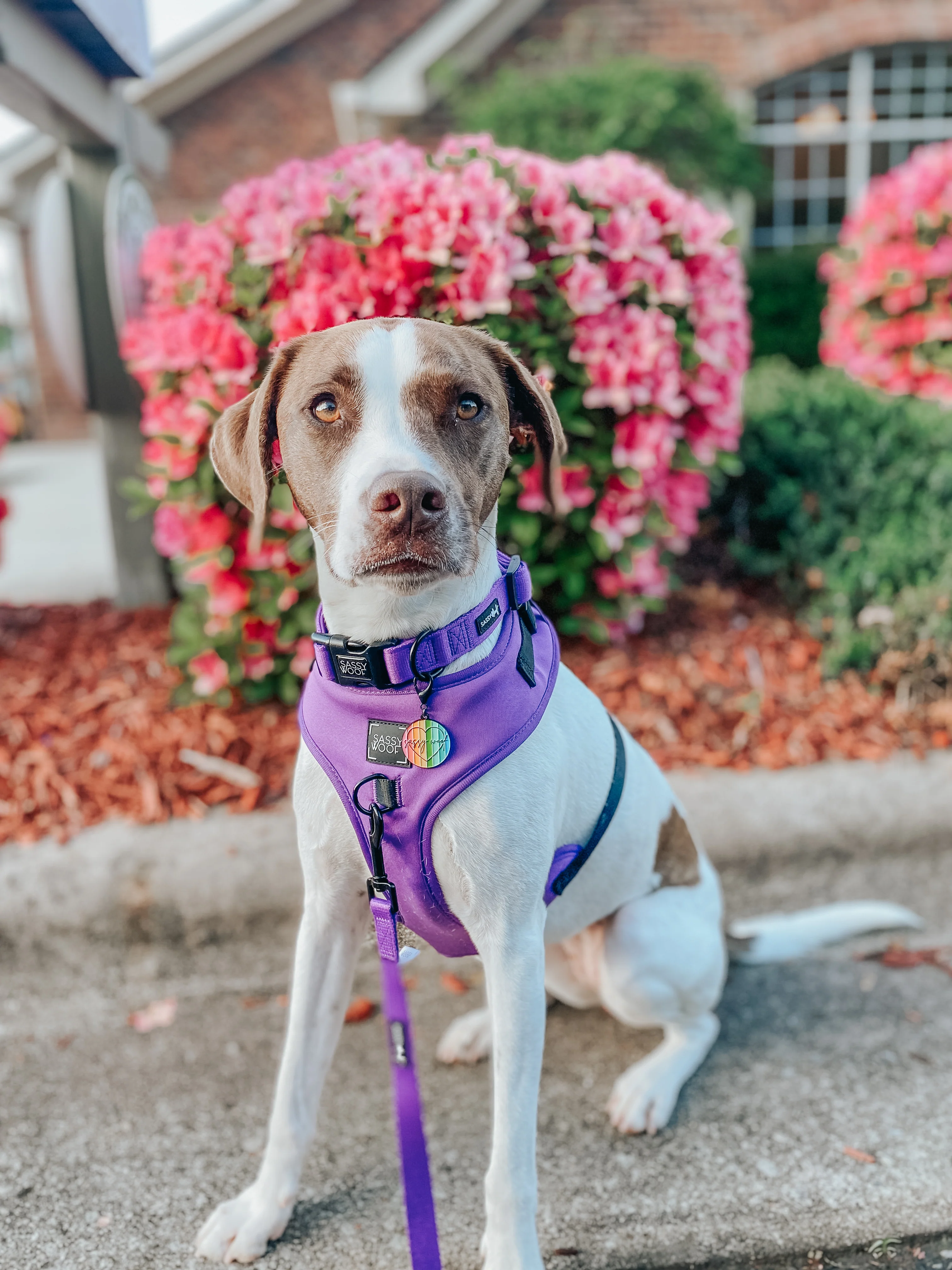 Dog Adjustable Harness - Neon Purple - Image 10
