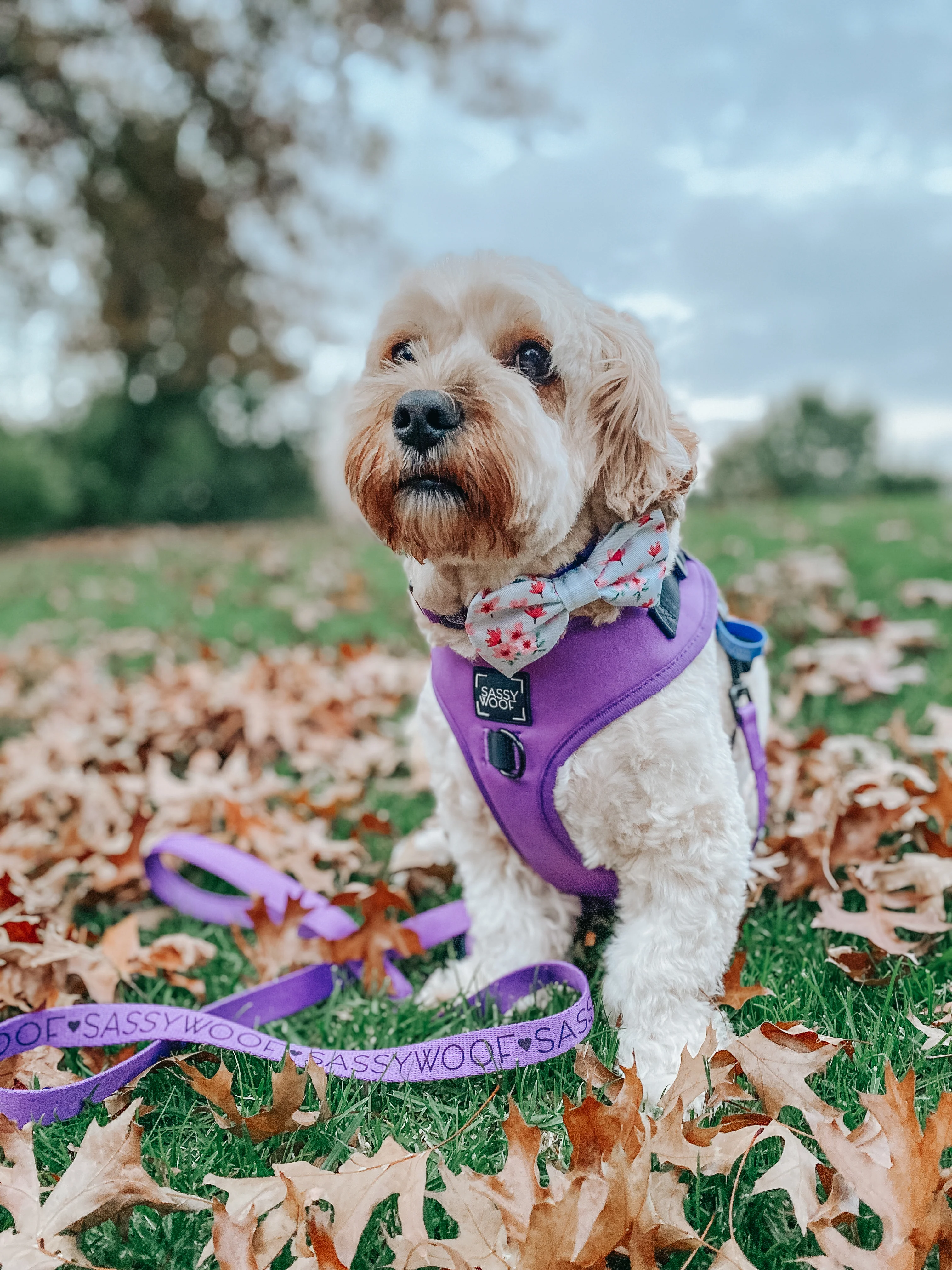 Dog Adjustable Harness - Neon Purple - Image 12