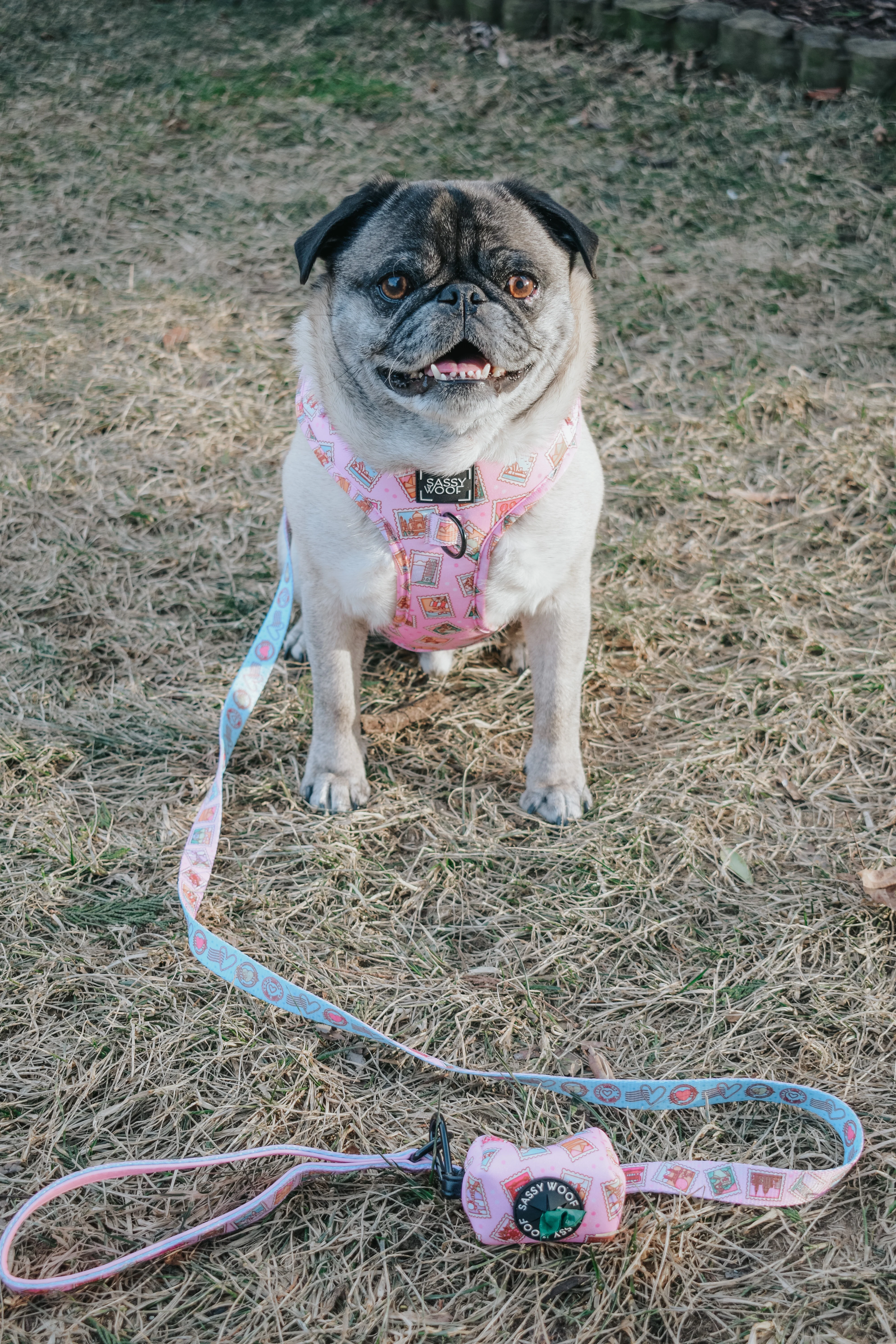 Dog Adjustable Harness - Out of Office - Image 9