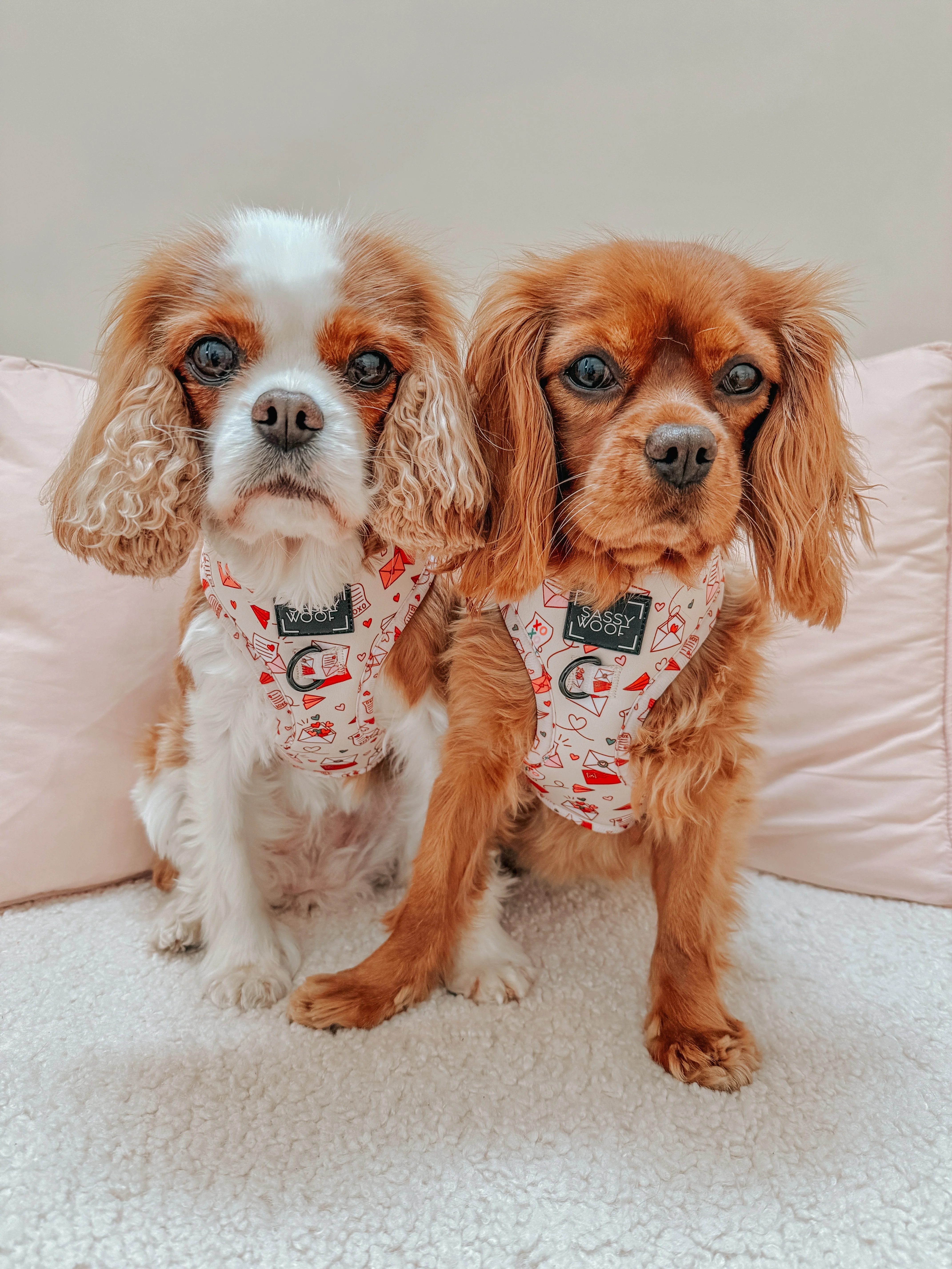 Dog Adjustable Harness - P.S. I Woof You - Image 8