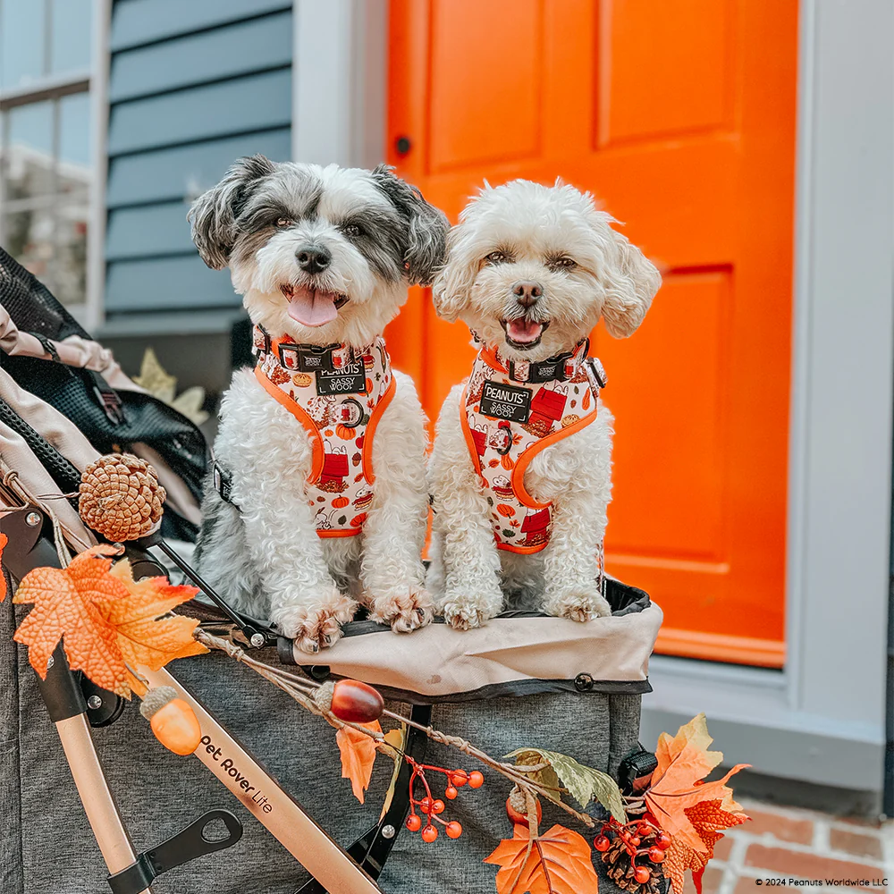 Dog Adjustable Harness - Peanuts™ Harvest - Image 14