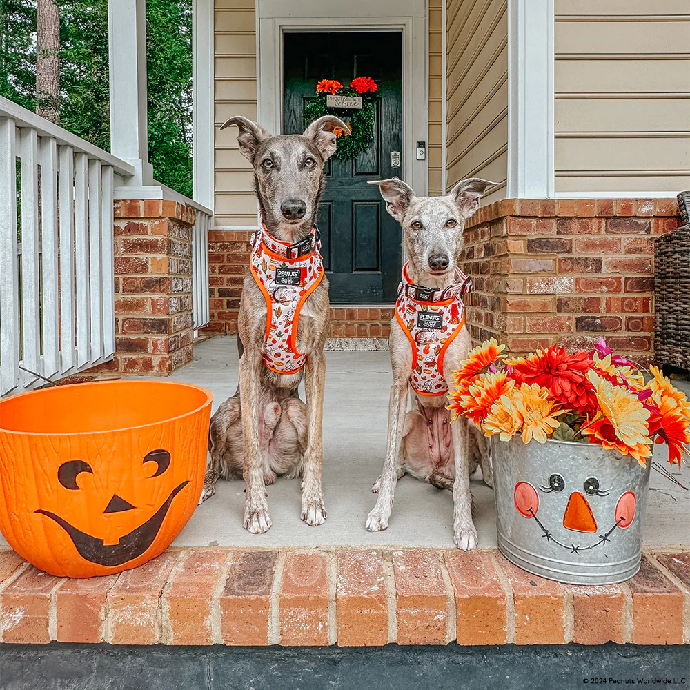 Dog Adjustable Harness - Peanuts™ Harvest - Image 24