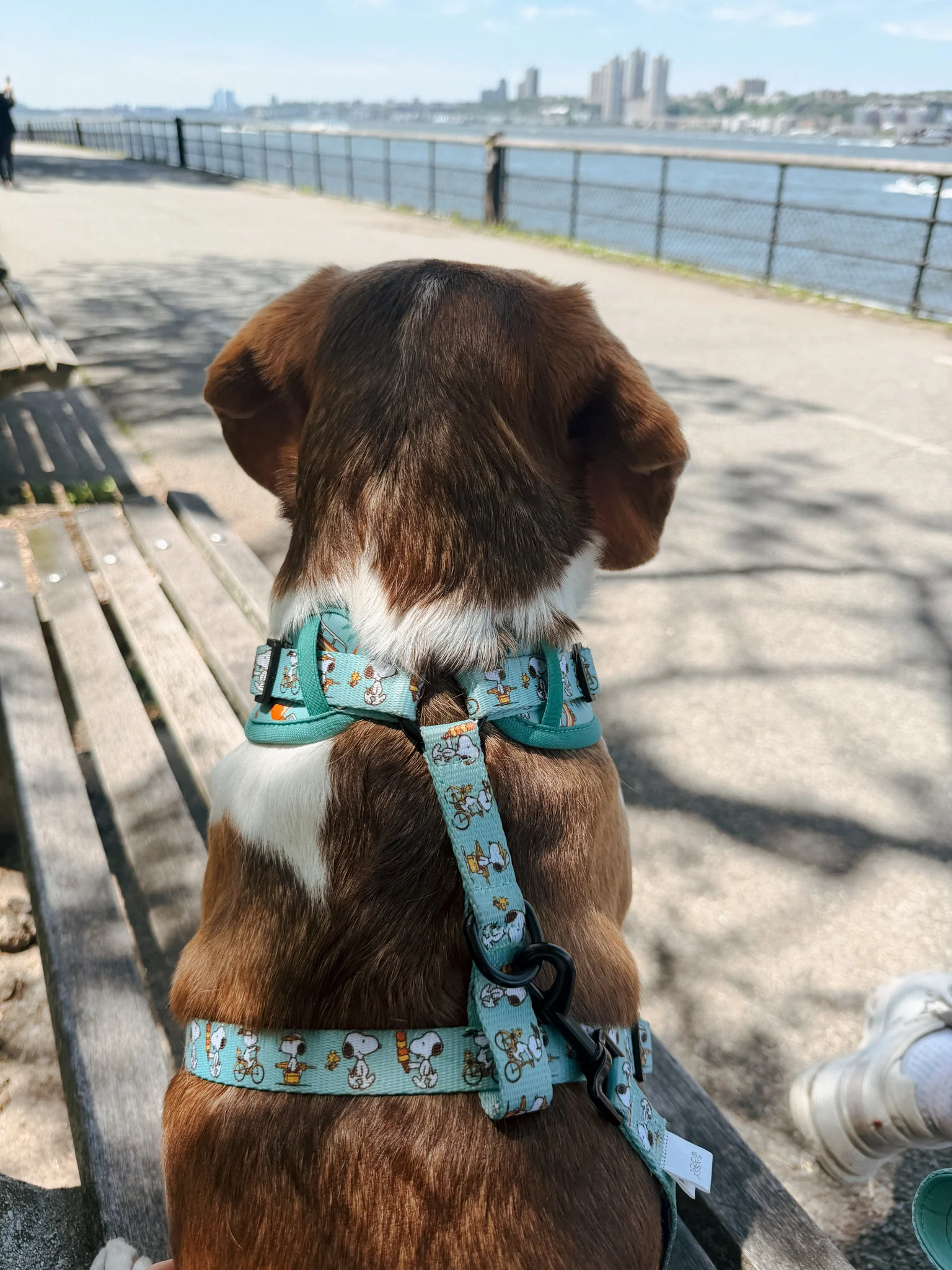 Dog Adjustable Harness - Peanuts™ Road Tripping - Image 11