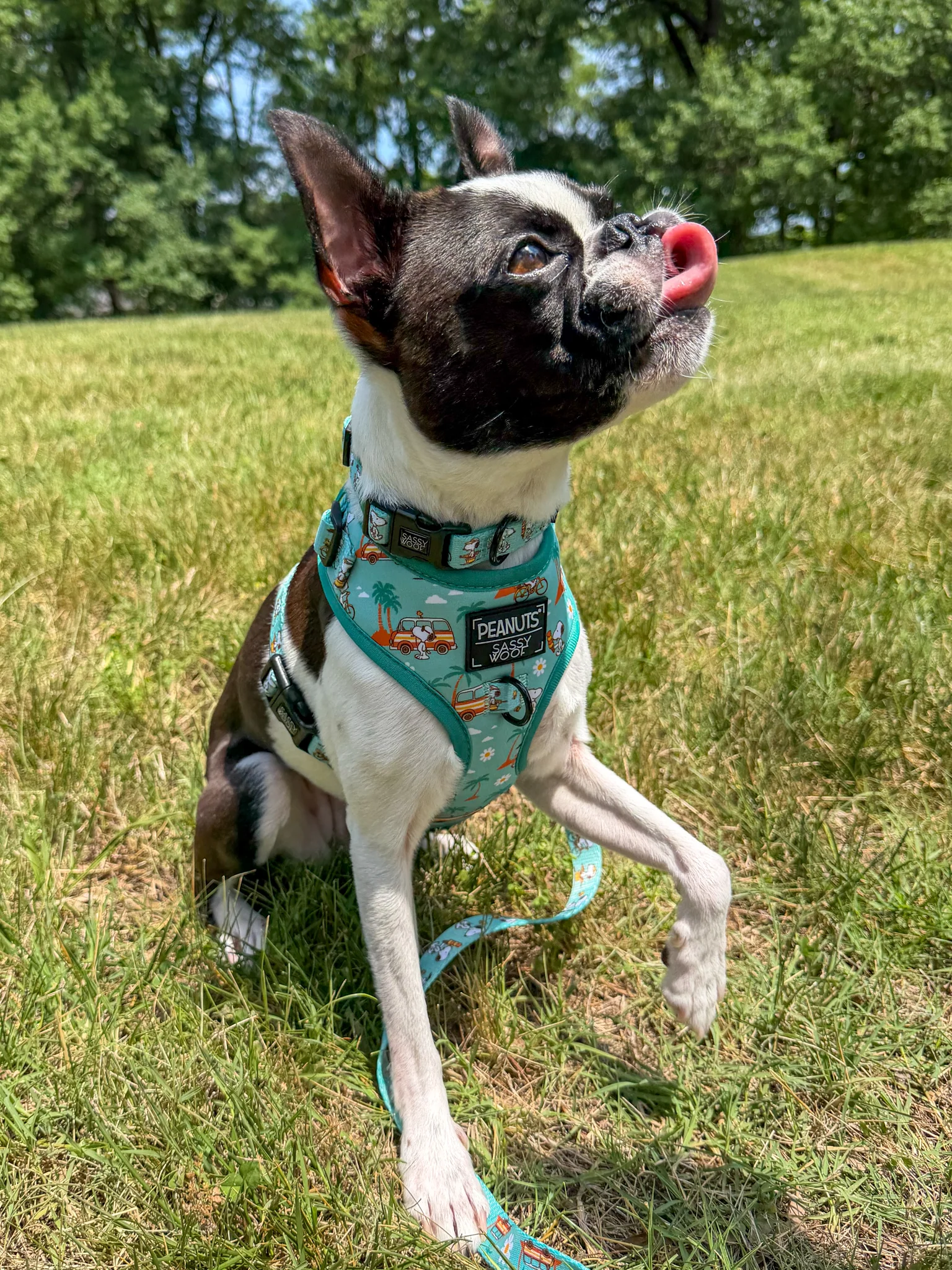 Dog Adjustable Harness - Peanuts™ Road Tripping - Image 9