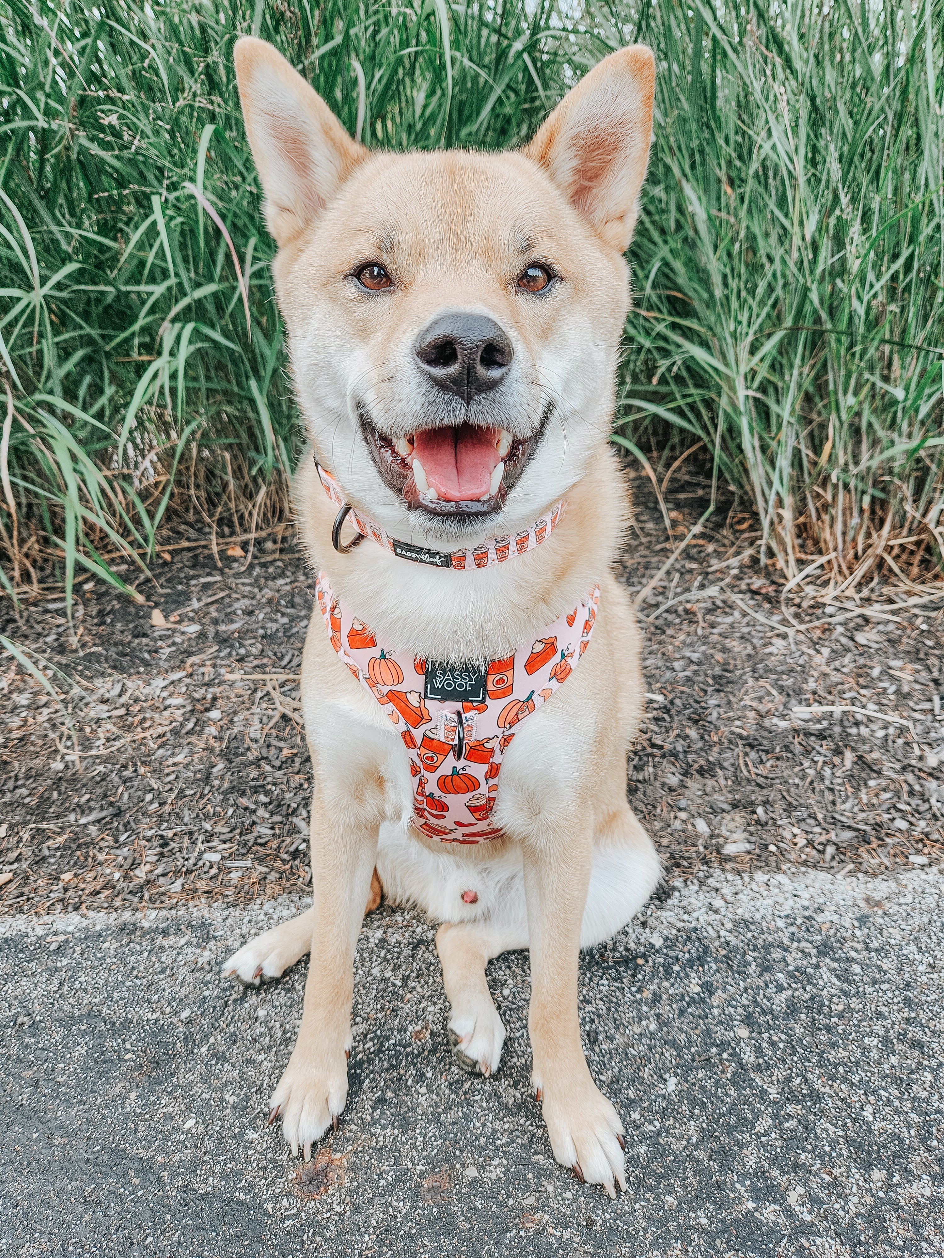 Dog Adjustable Harness - Pie There! - Image 15