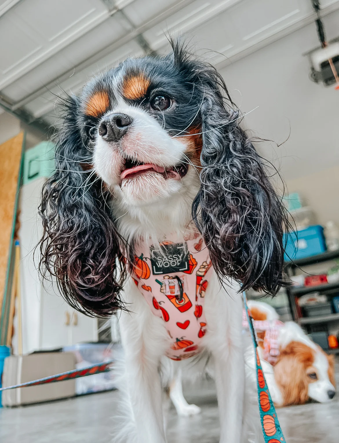 Dog Adjustable Harness - Pie There! - Image 20