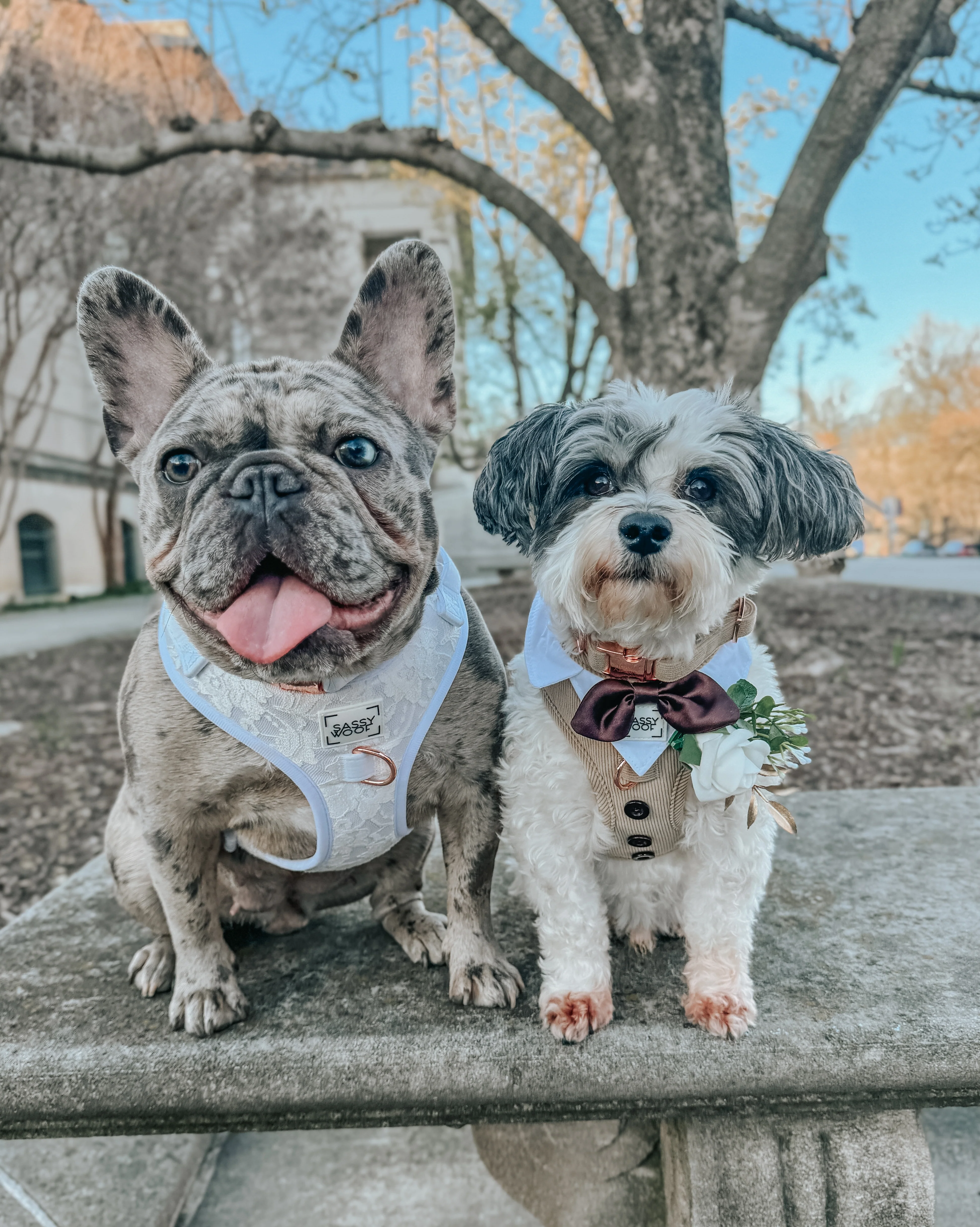 Dog Adjustable Harness - Pup of Honor - Image 6