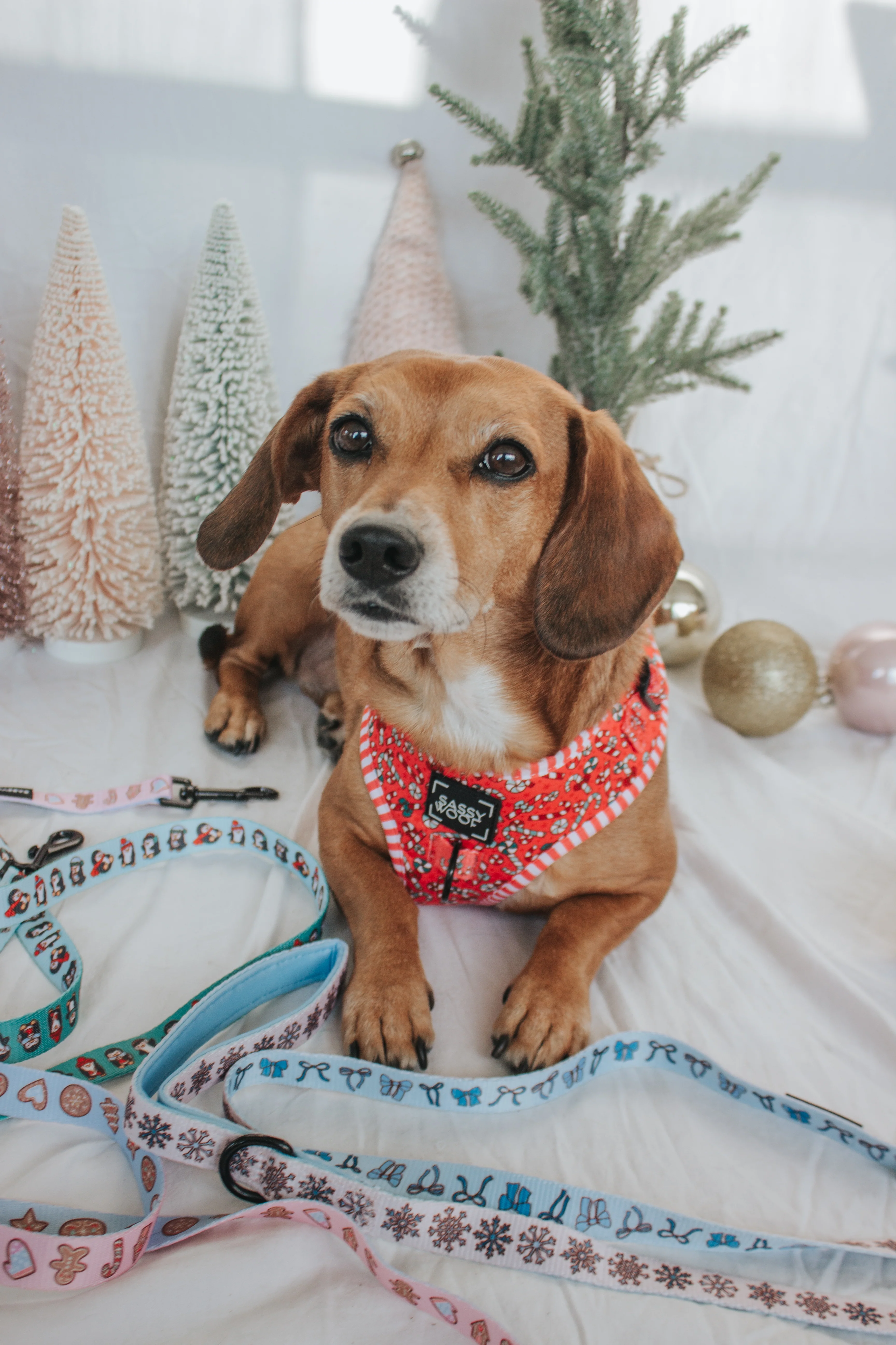Dog Adjustable Harness - Puppermint Twist - Image 7