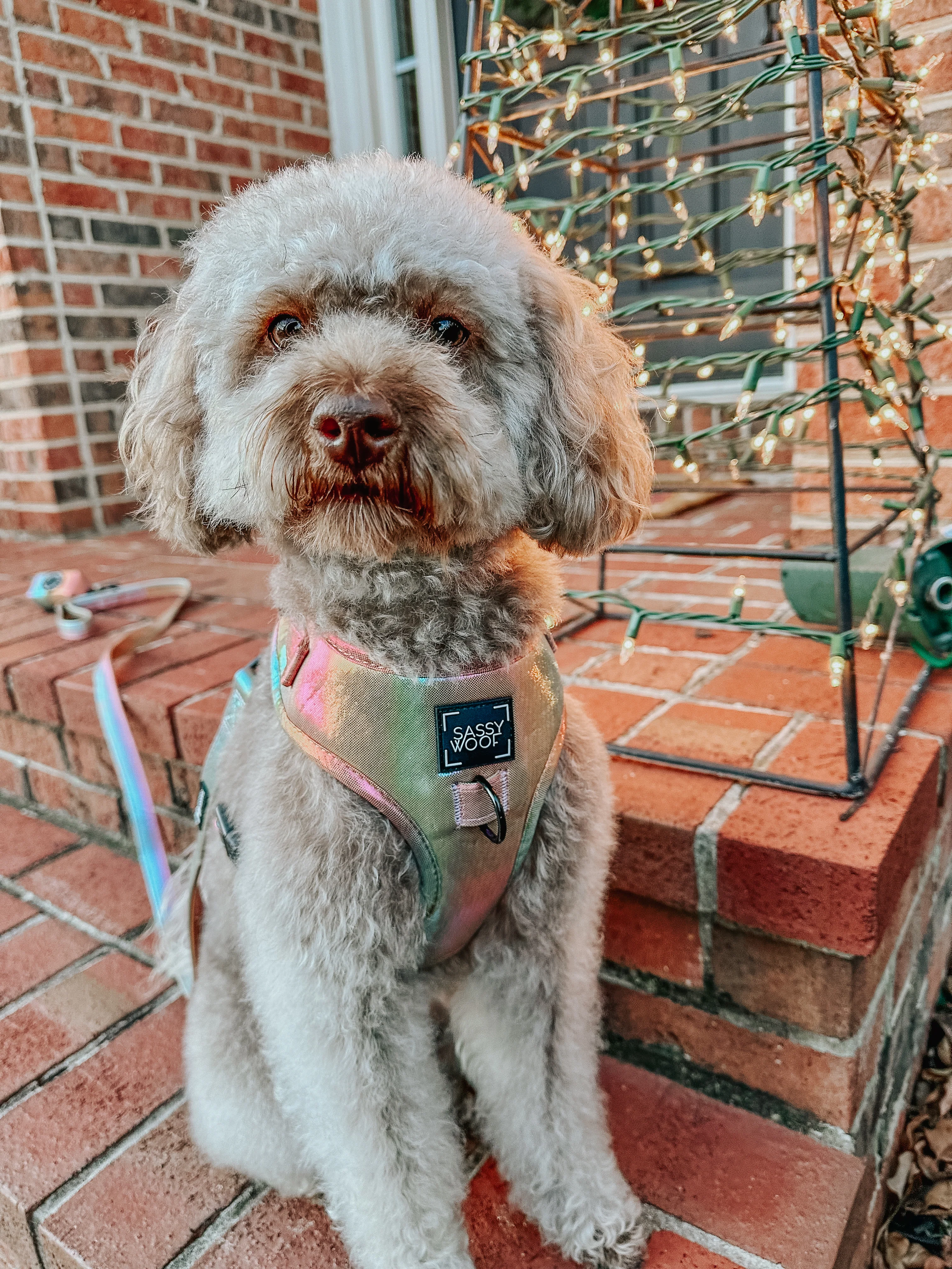 Dog Adjustable Harness - The Night Life - Image 9