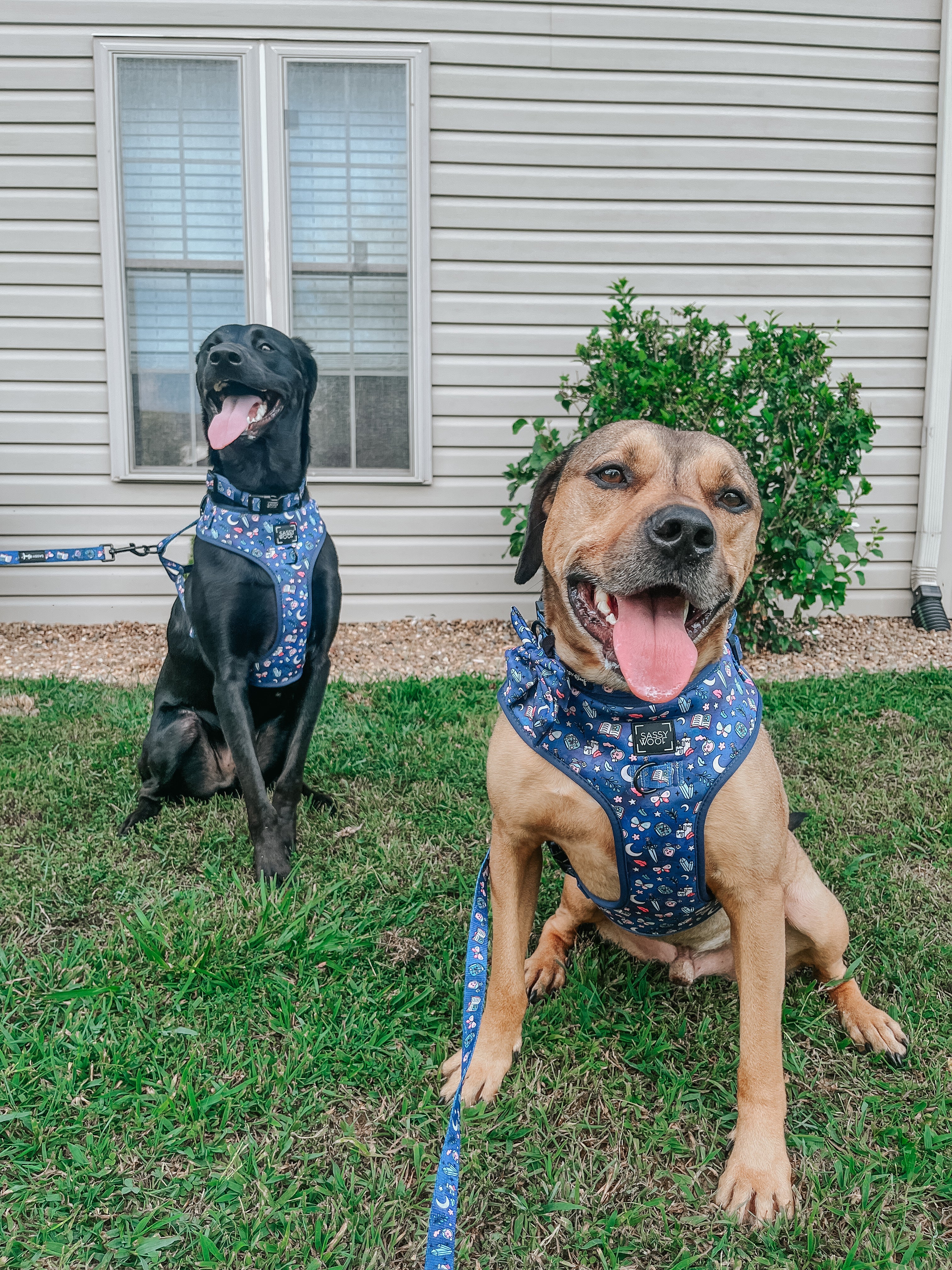 Dog Adjustable Harness - Spellbound - Image 17