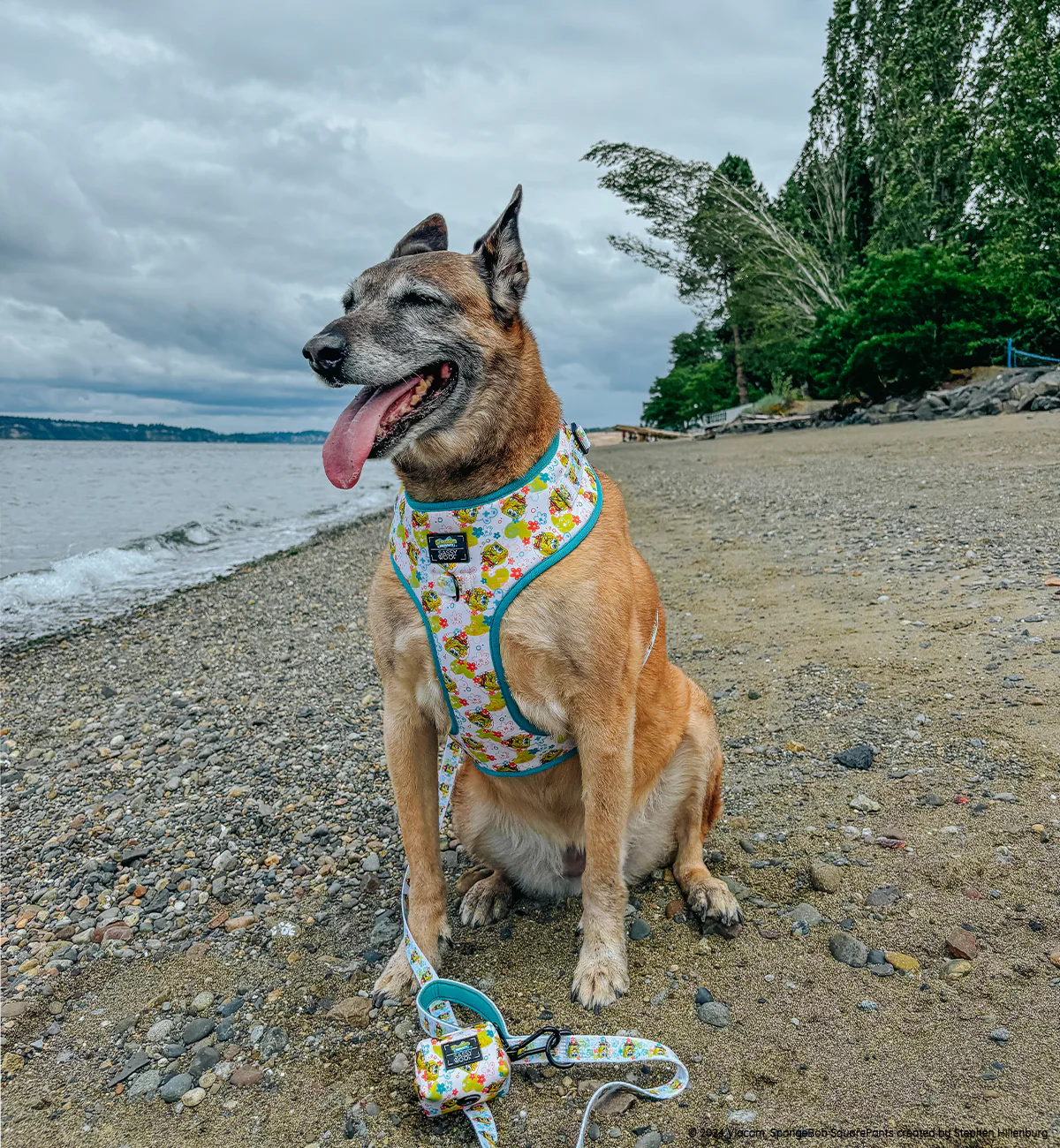 Dog Adjustable Harness - SpongeBob SquarePants™ Bikini Bottom - Image 5