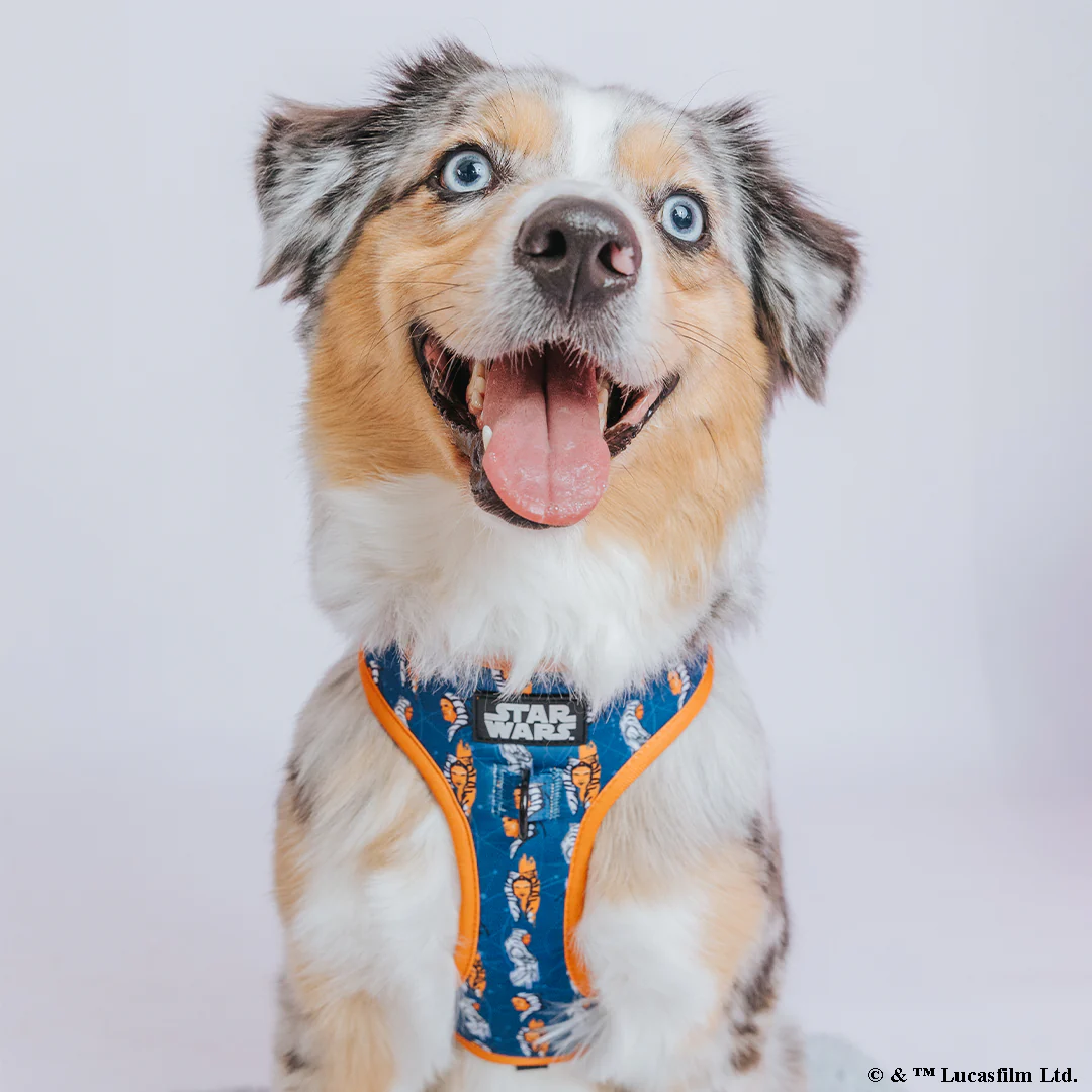 Dog Adjustable Harness - STAR WARS™ Ahsoka - Image 7