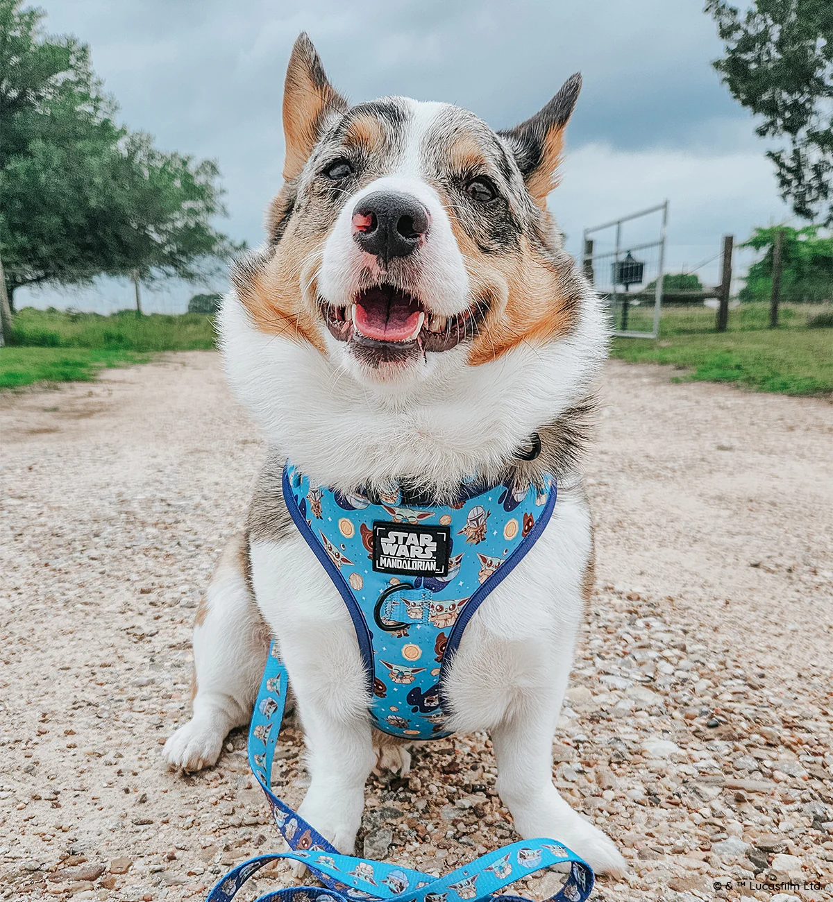 Dog Adjustable Harness - STAR WARS™ The Mandalorian™ - Image 15