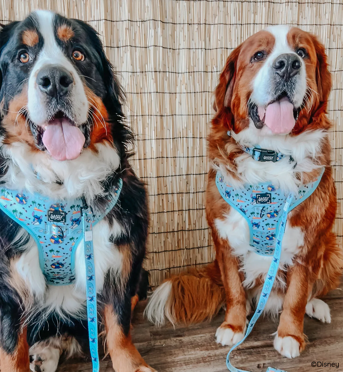 Dog Adjustable Harness - Disney's Stitch - Image 13