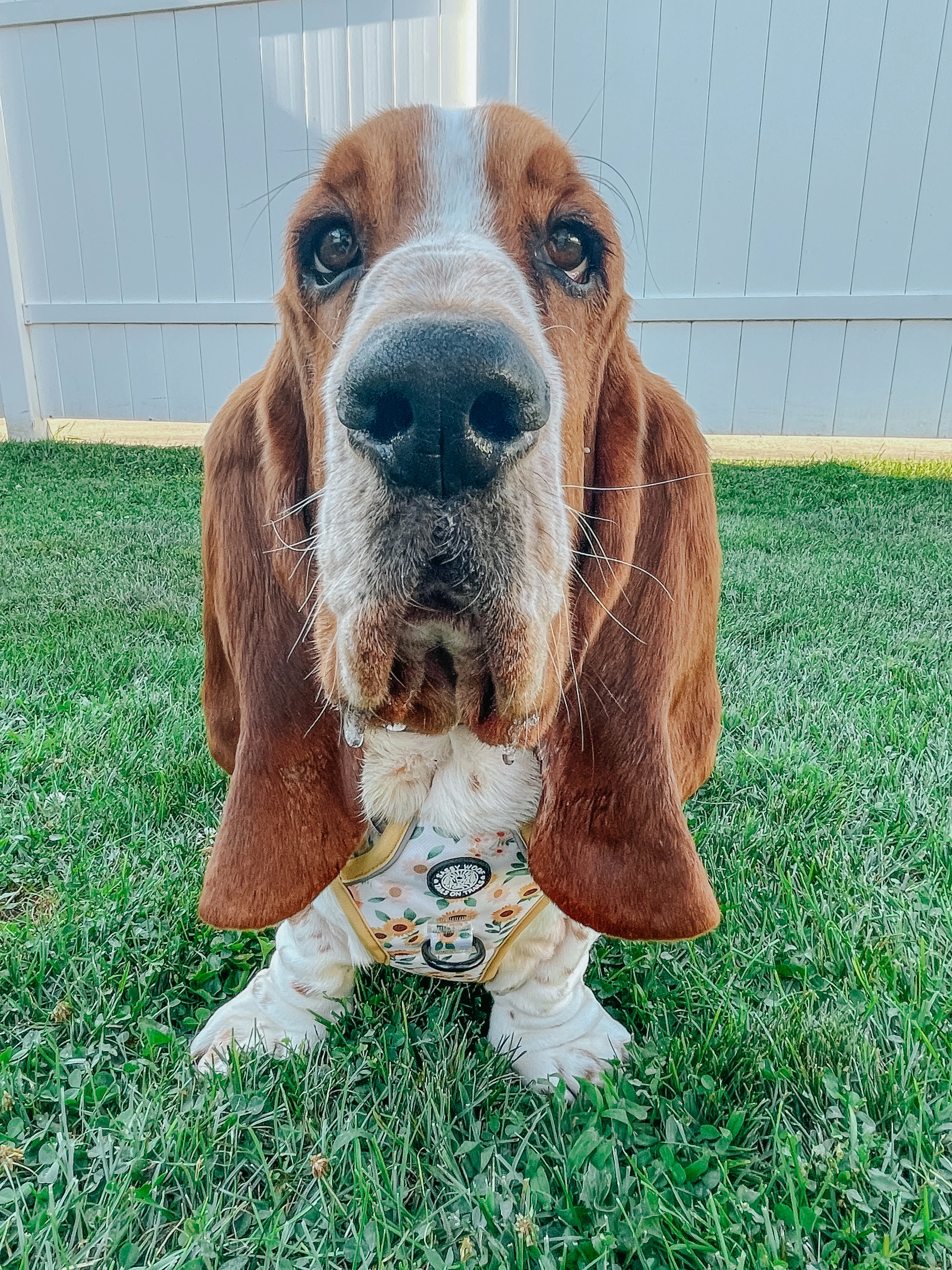 Dog Step-In Harness - Sunflower Dreams - Image 13