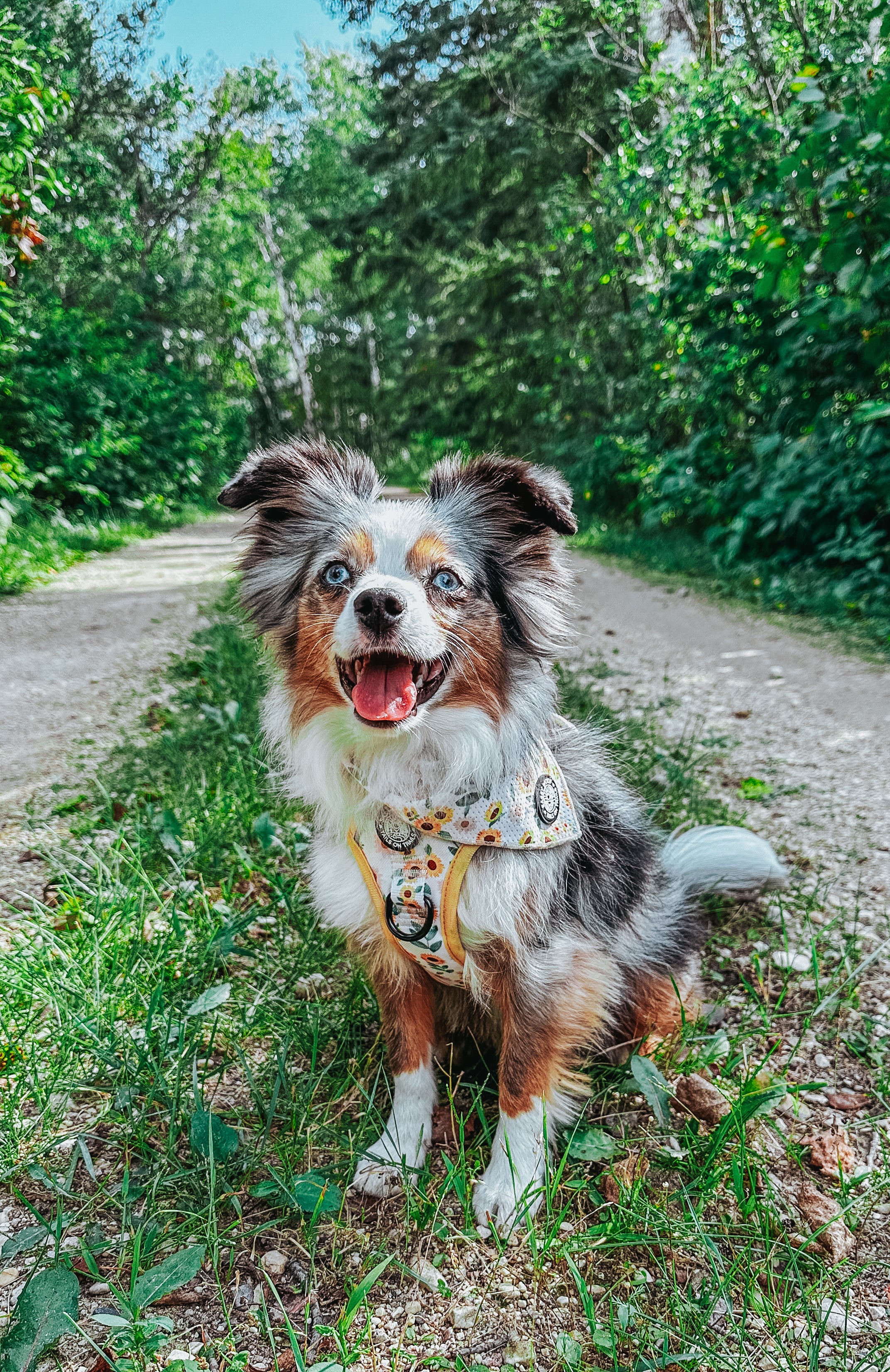 Dog Step-In Harness - Sunflower Dreams - Image 20