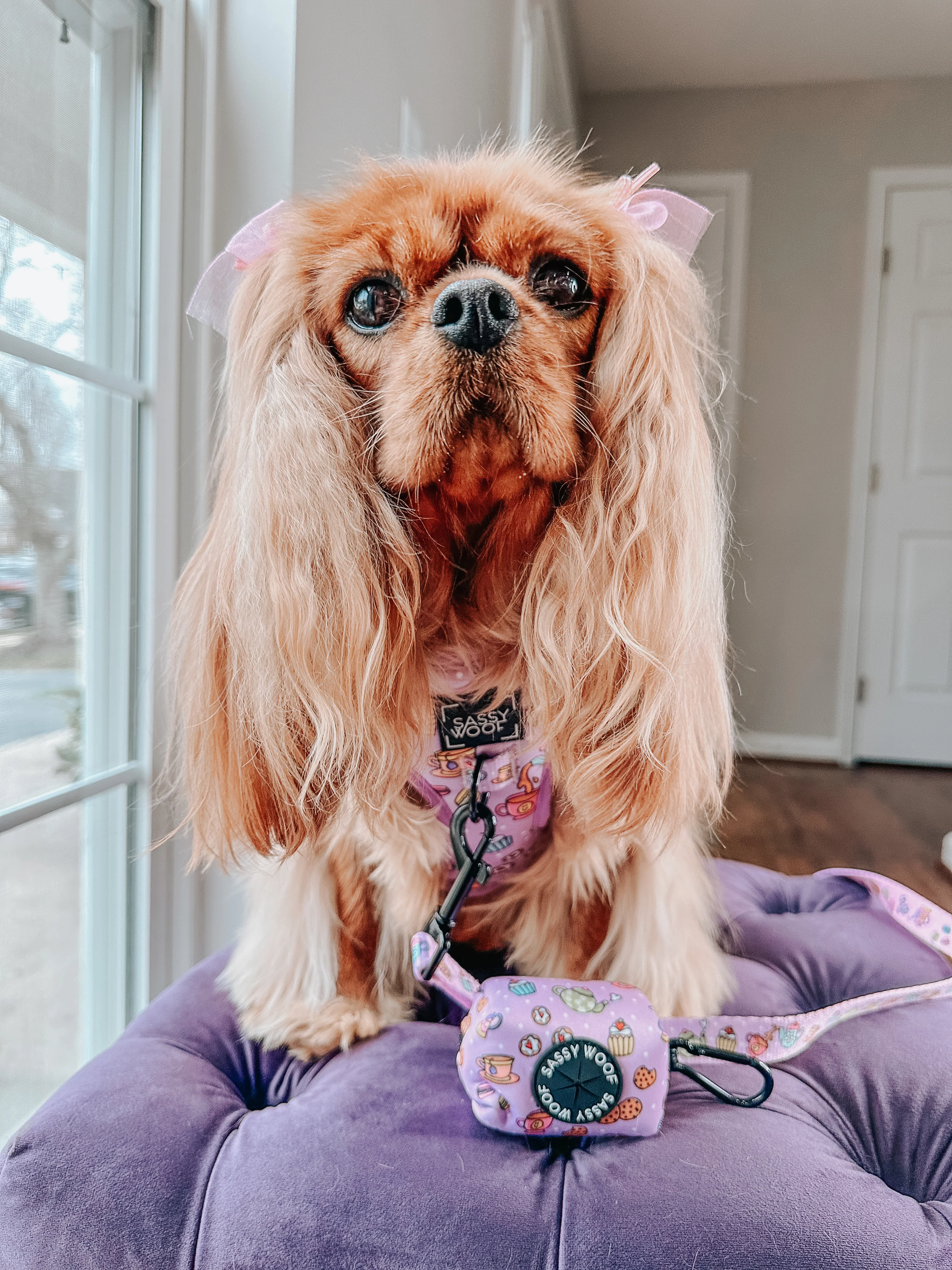 Dog Adjustable Harness - Tea Pawty - Image 11