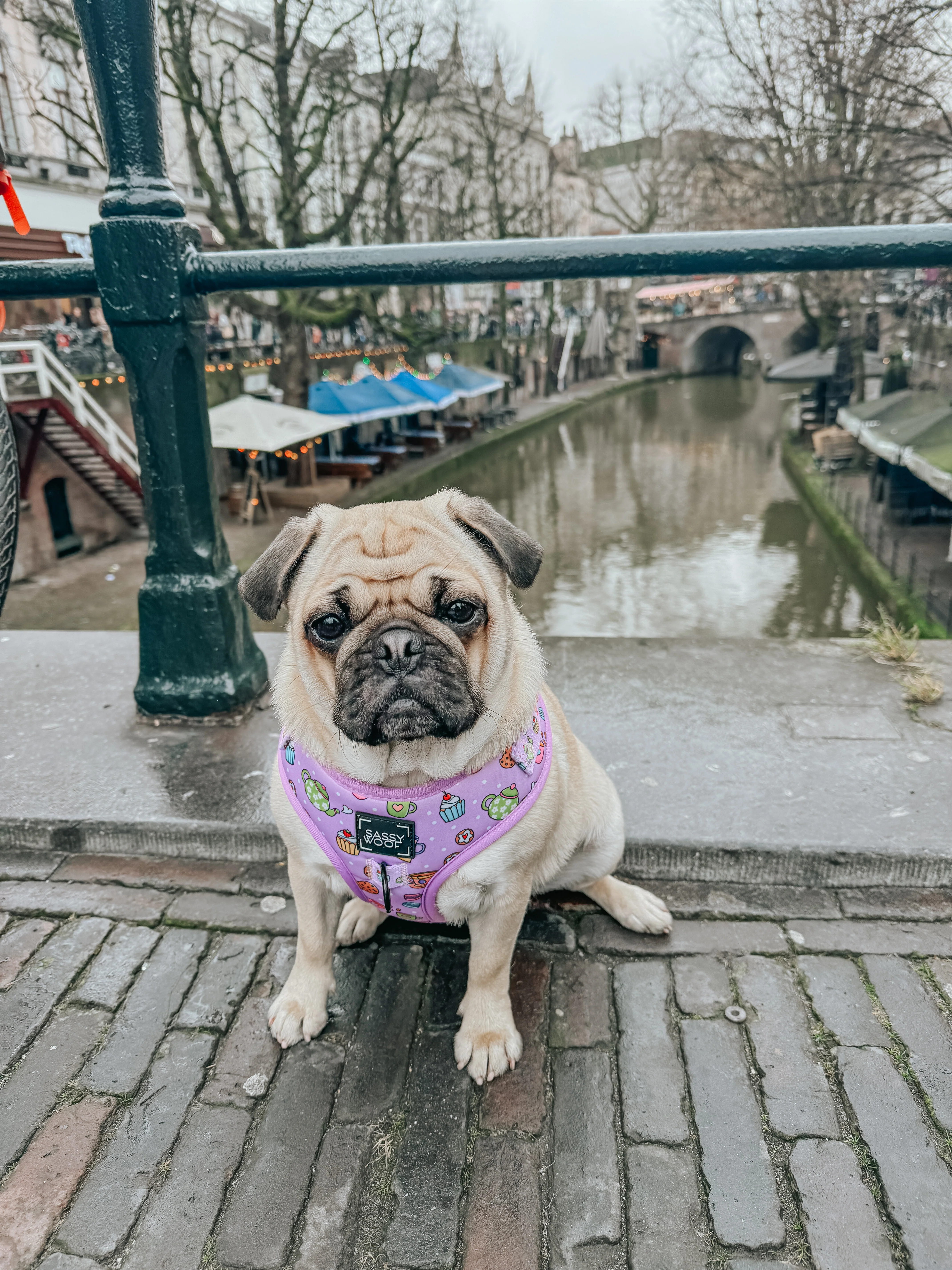 Dog Adjustable Harness - Tea Pawty - Image 9