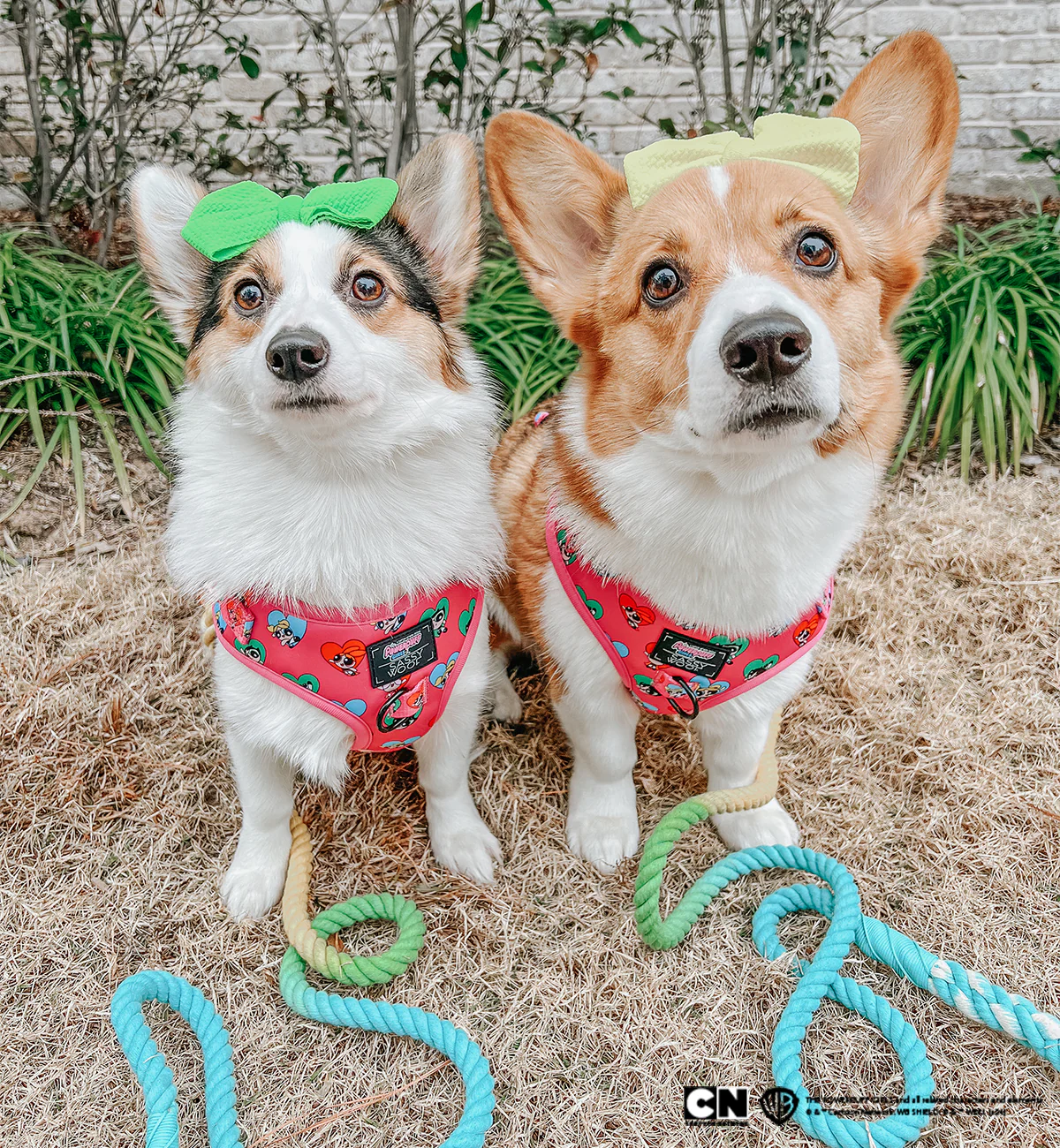 Dog Adjustable Harness - The Powerpuff Girls™ (Love) - Image 6