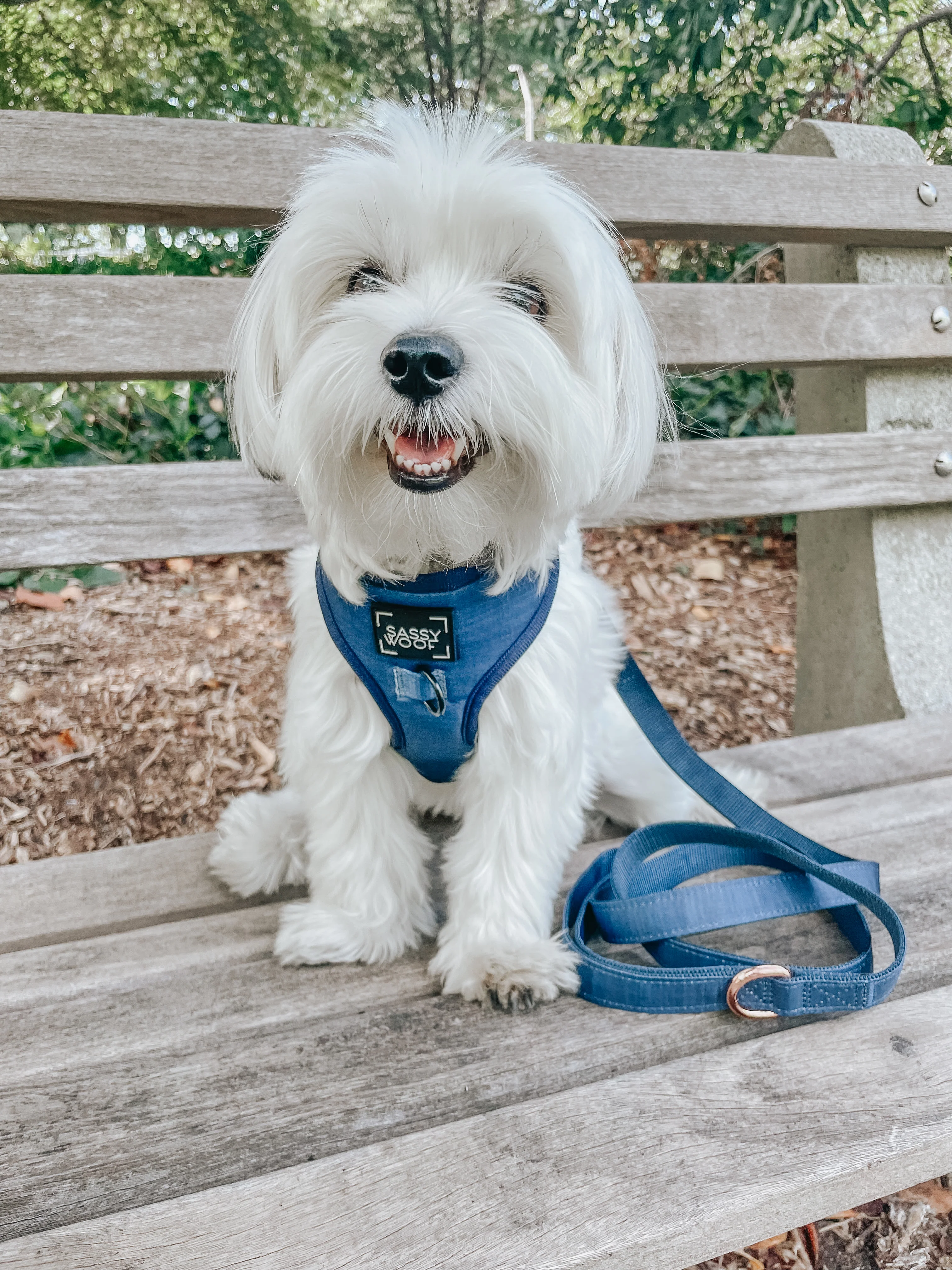 Dog Adjustable Harness - Twilight - Image 13