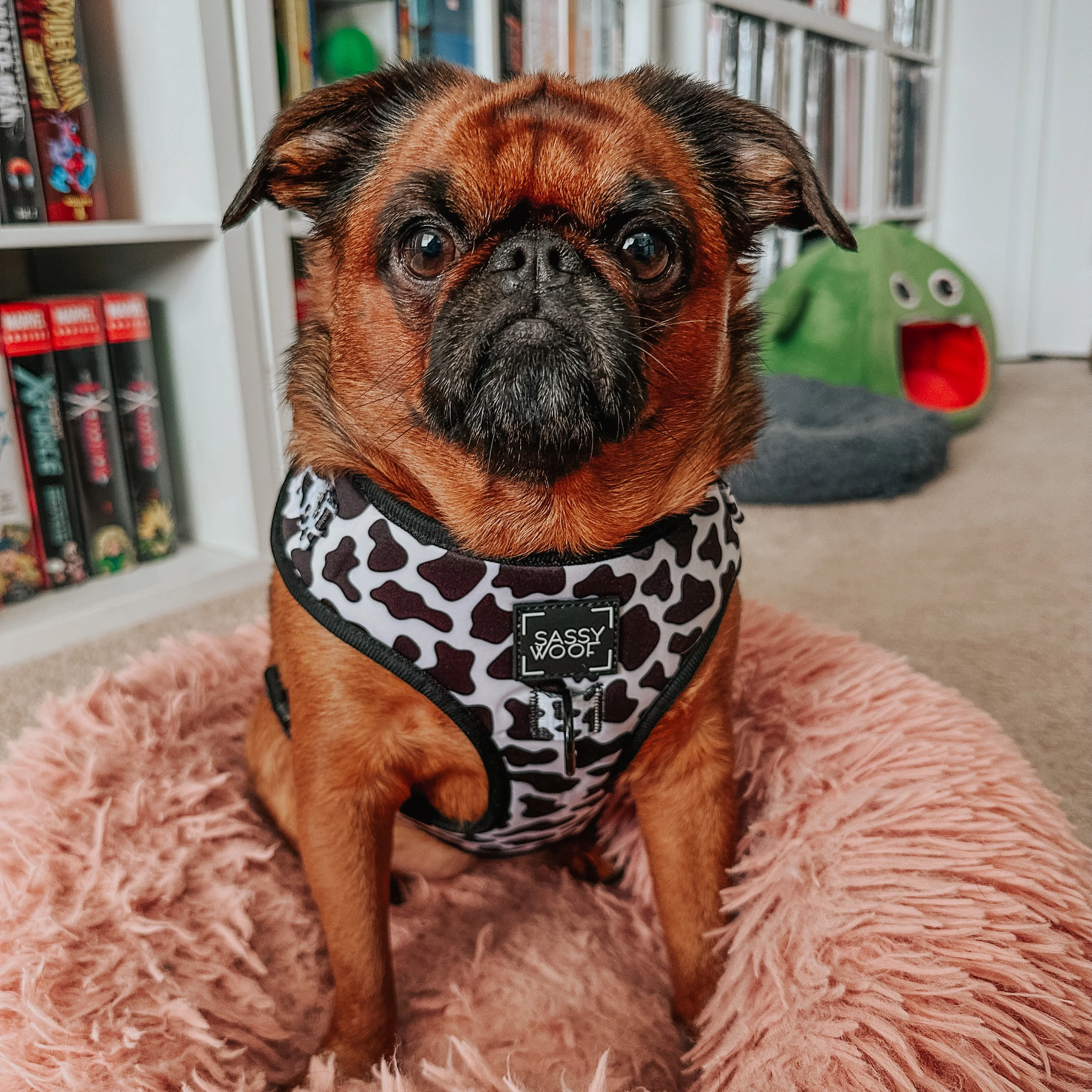 Dog Adjustable Harness - Whole Milk - Image 8