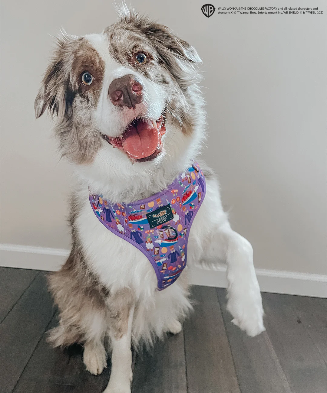 Dog Adjustable Harness - Willy Wonka & The Chocolate Factory™ - Image 9