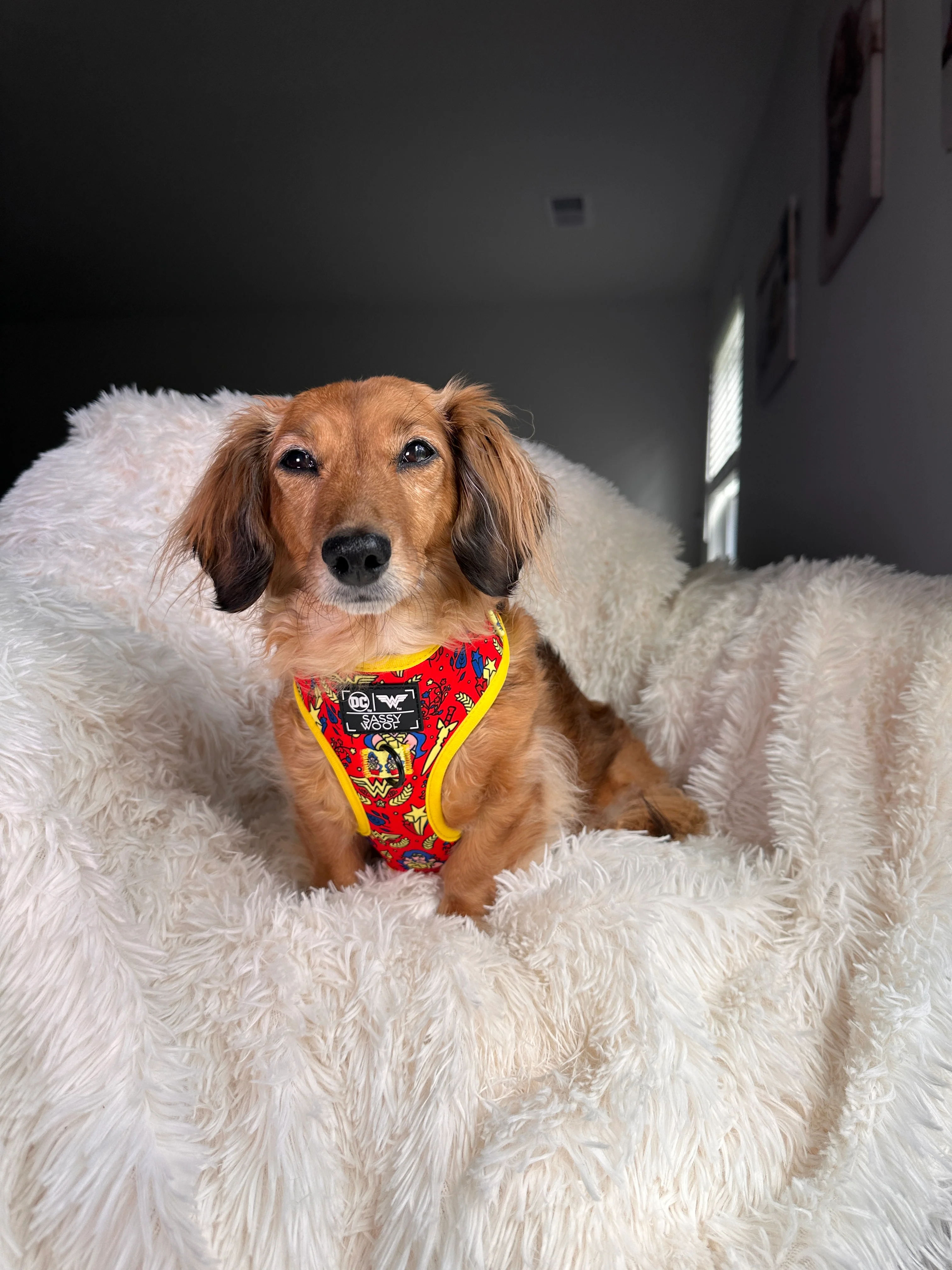 Dog Adjustable Harness - Wonder Woman™ - Image 19