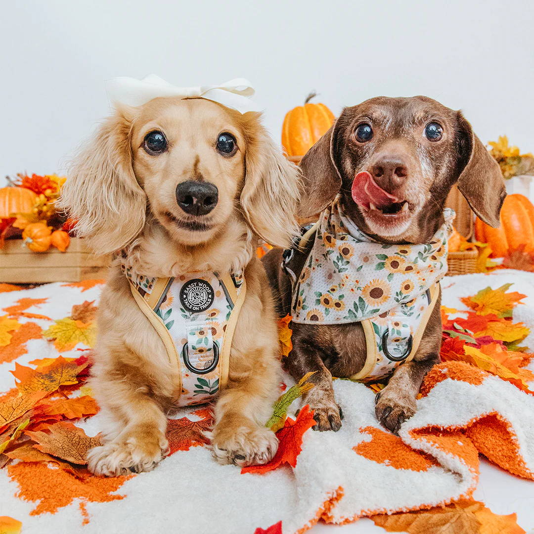 Dog Bandana - Sunflower Dreams - Image 6