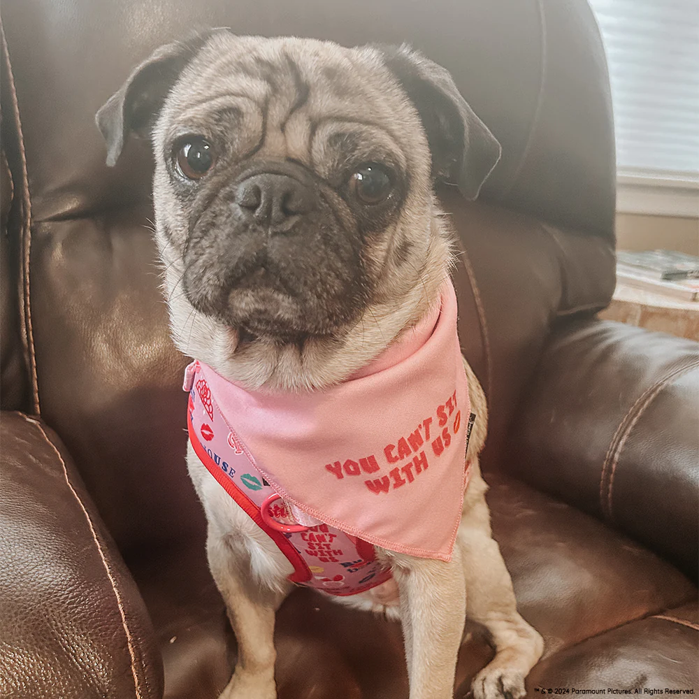 Dog Bandana - Mean Girls™ You Can't Sit With Us - Image 10