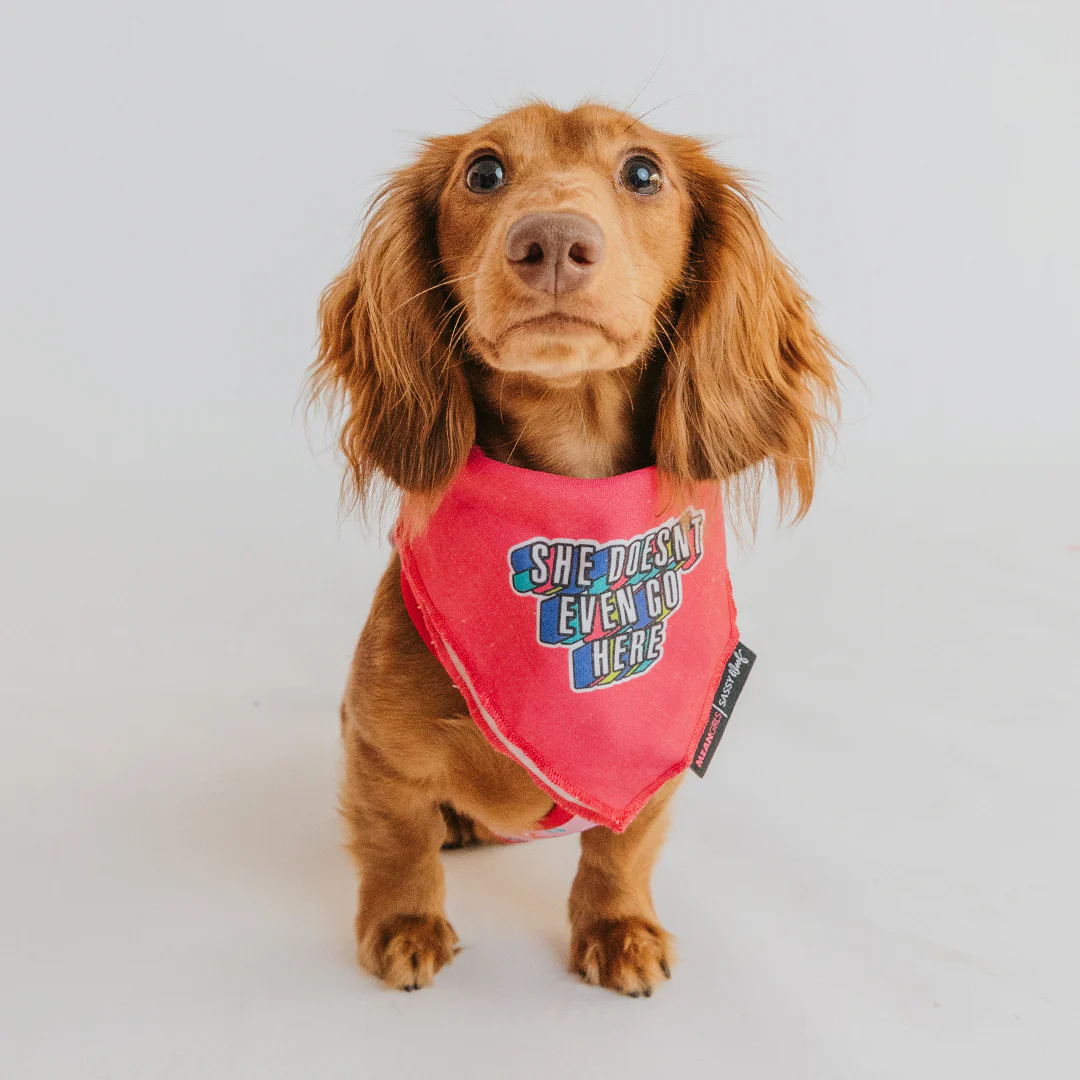 Dog Bandana - Mean Girls™ She Doesn't Even Go Here - Image 6