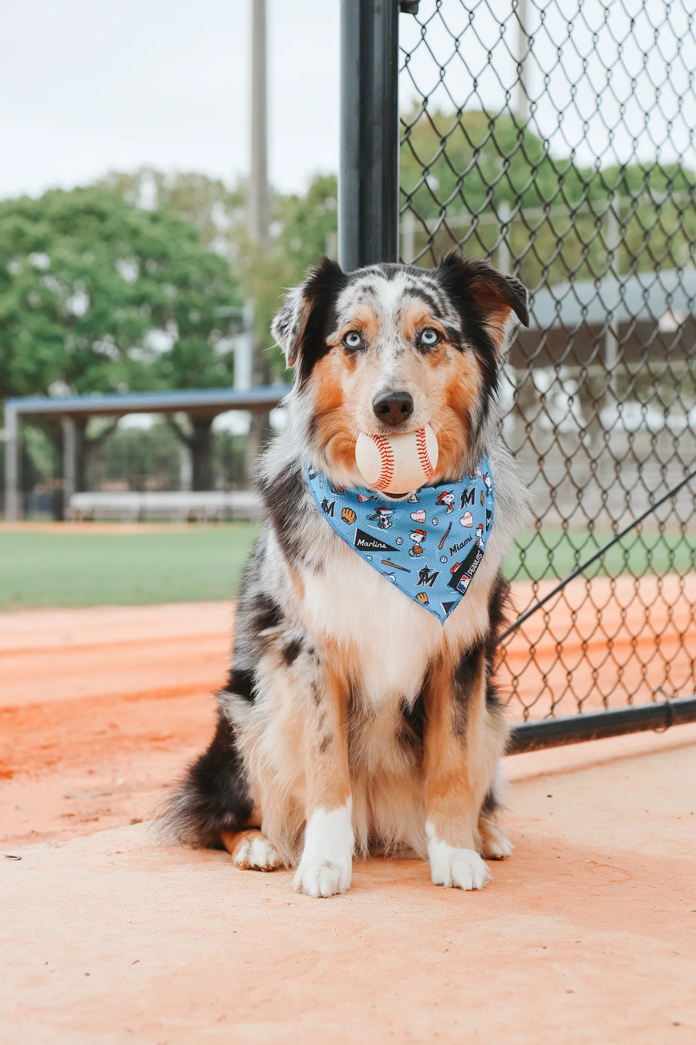 Dog Bandana - MLB™ x Peanuts™ Miami Marlins™ - Image 5