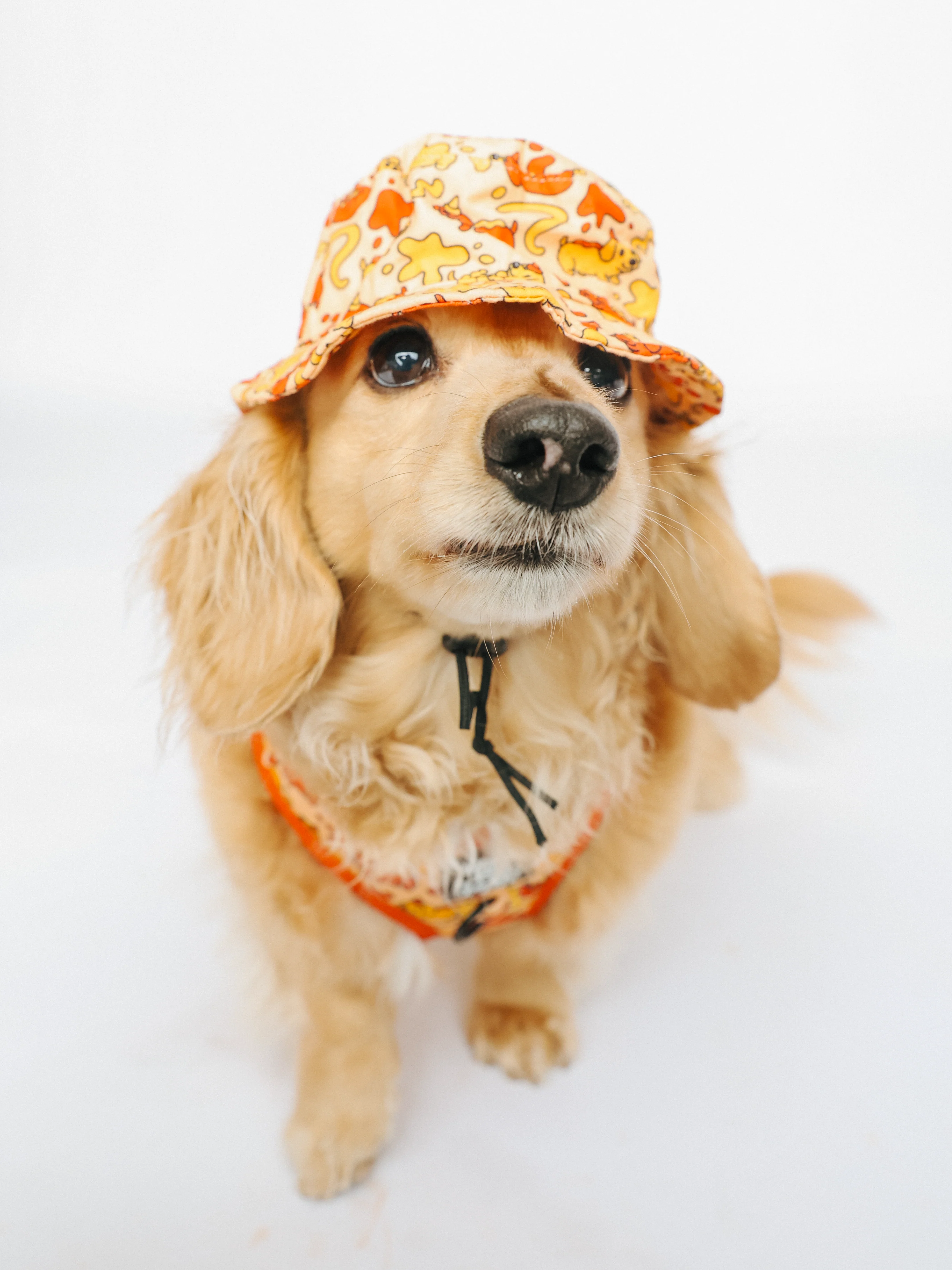 Dog Bucket Hat - Hot Dawg - Image 5