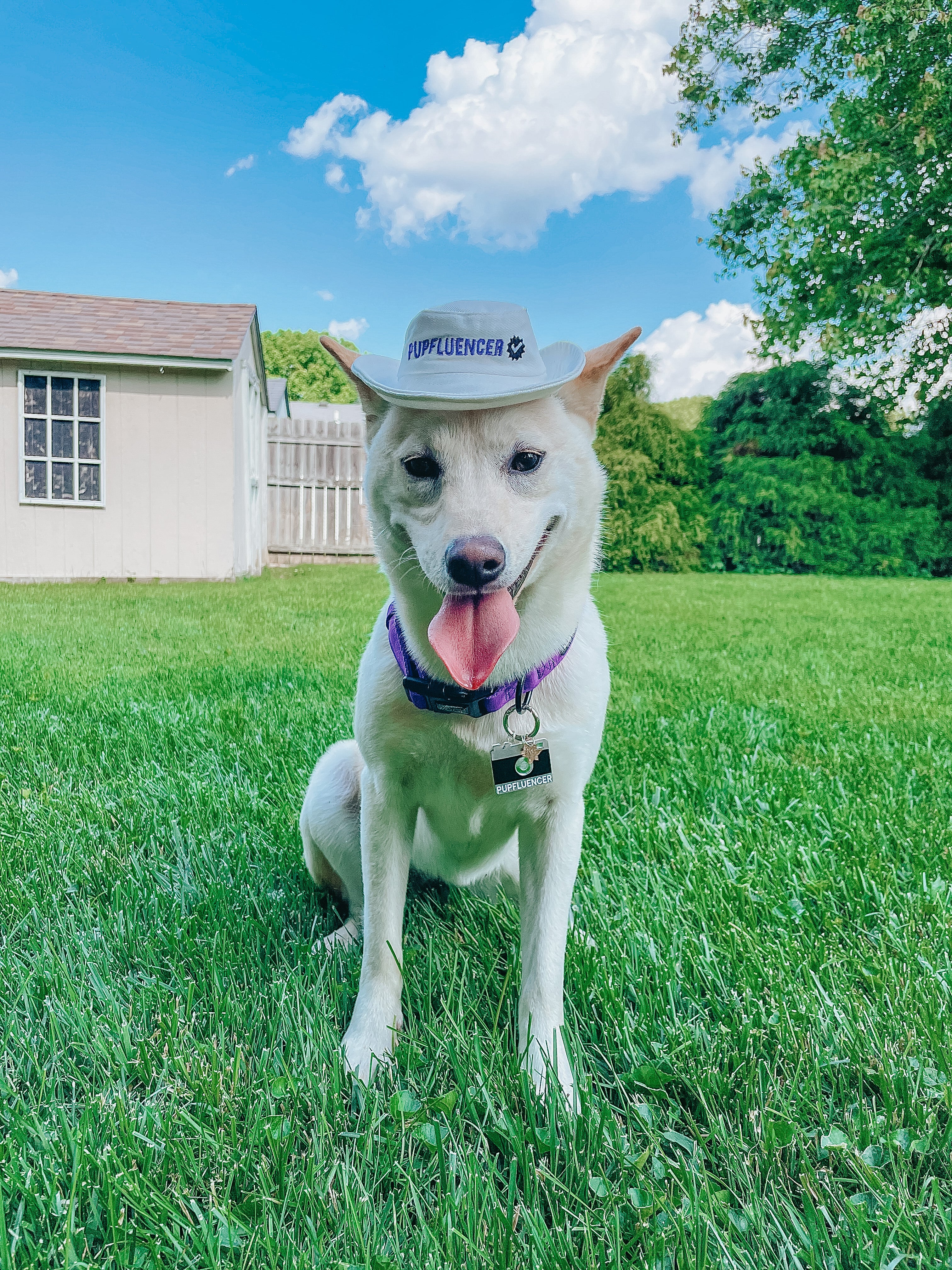 Dog Bucket Hat - Pupfluencer - Image 4