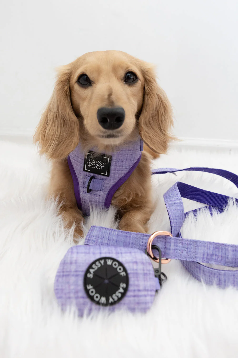 Dog Four Piece Bundle - Aurora - Image 10