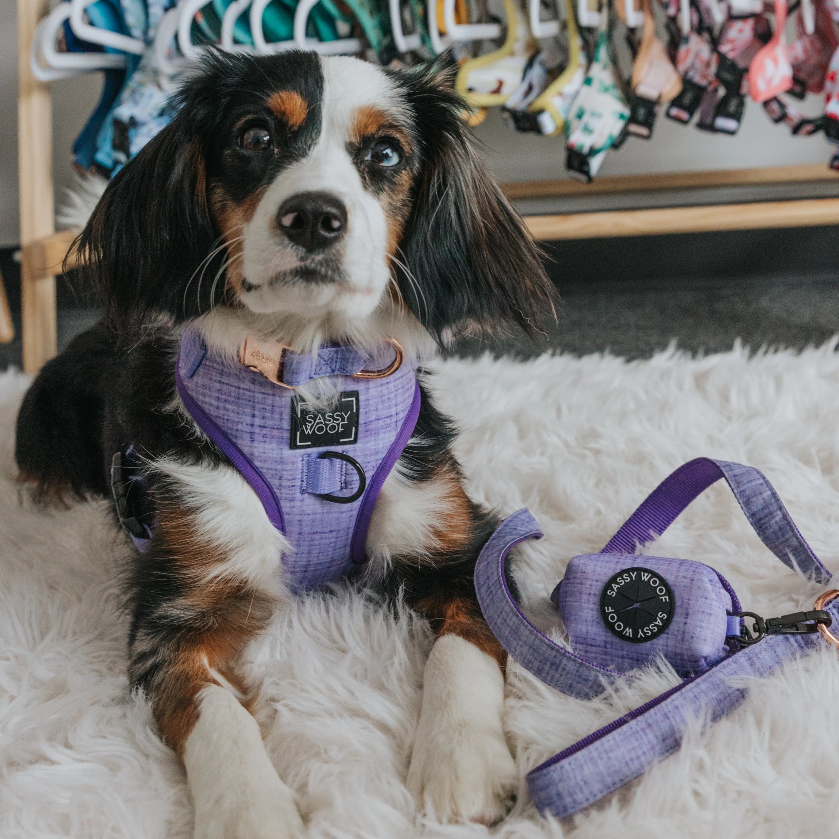 Dog Four Piece Bundle - Aurora - Image 12