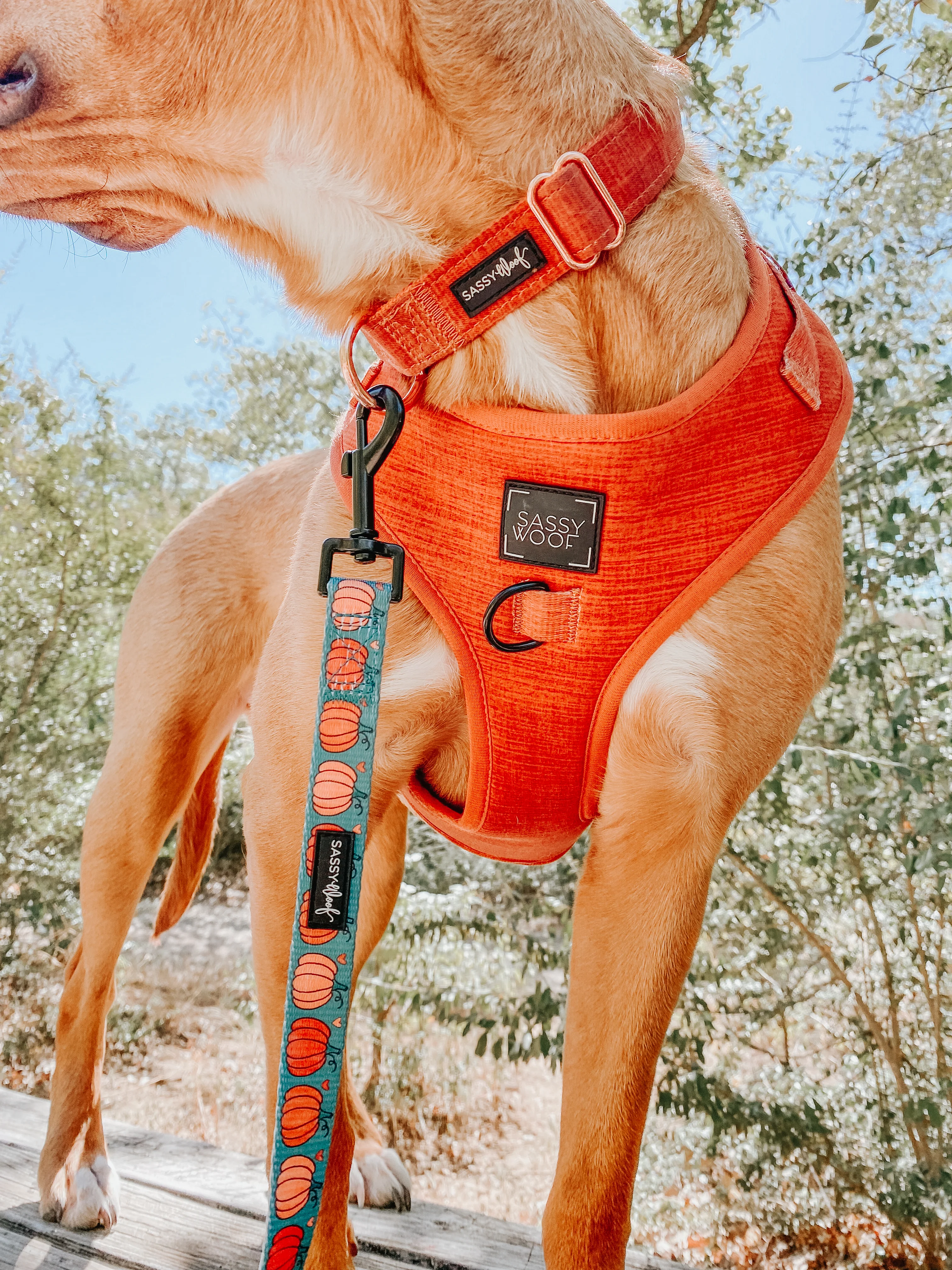 Dog Four Piece Bundle - Foxy - Image 14