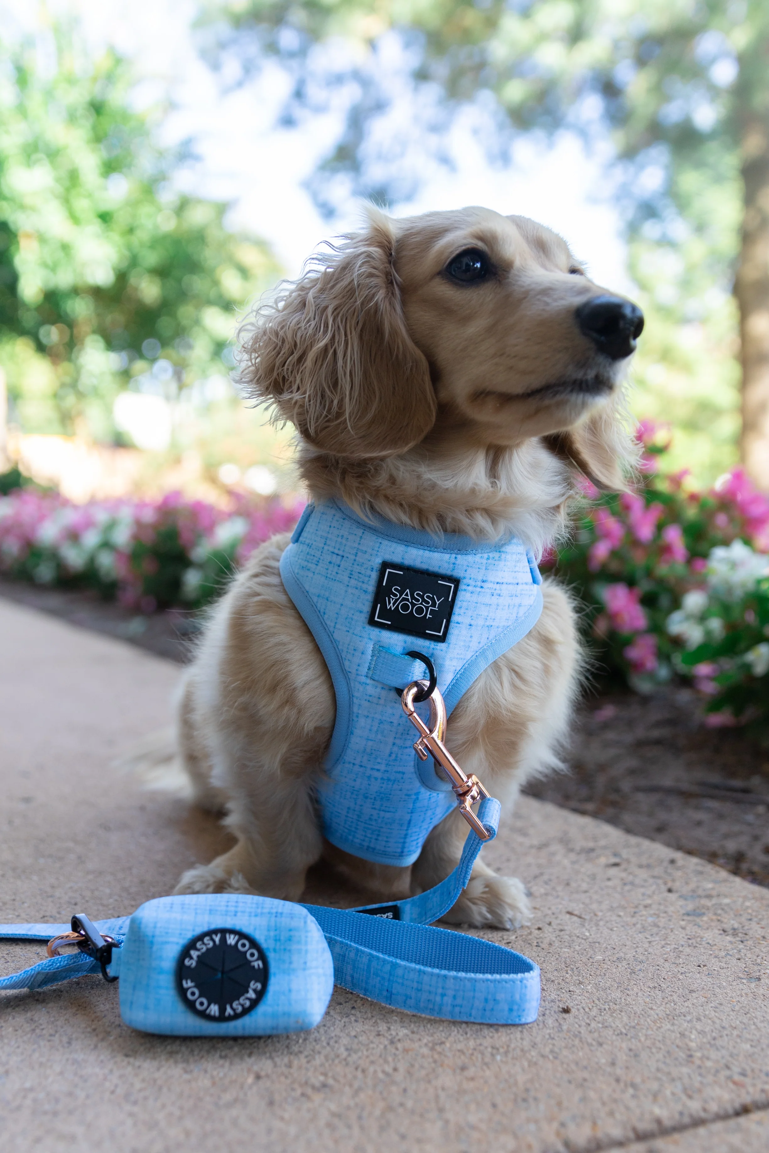 Dog Four Piece Bundle - Blumond - Image 11