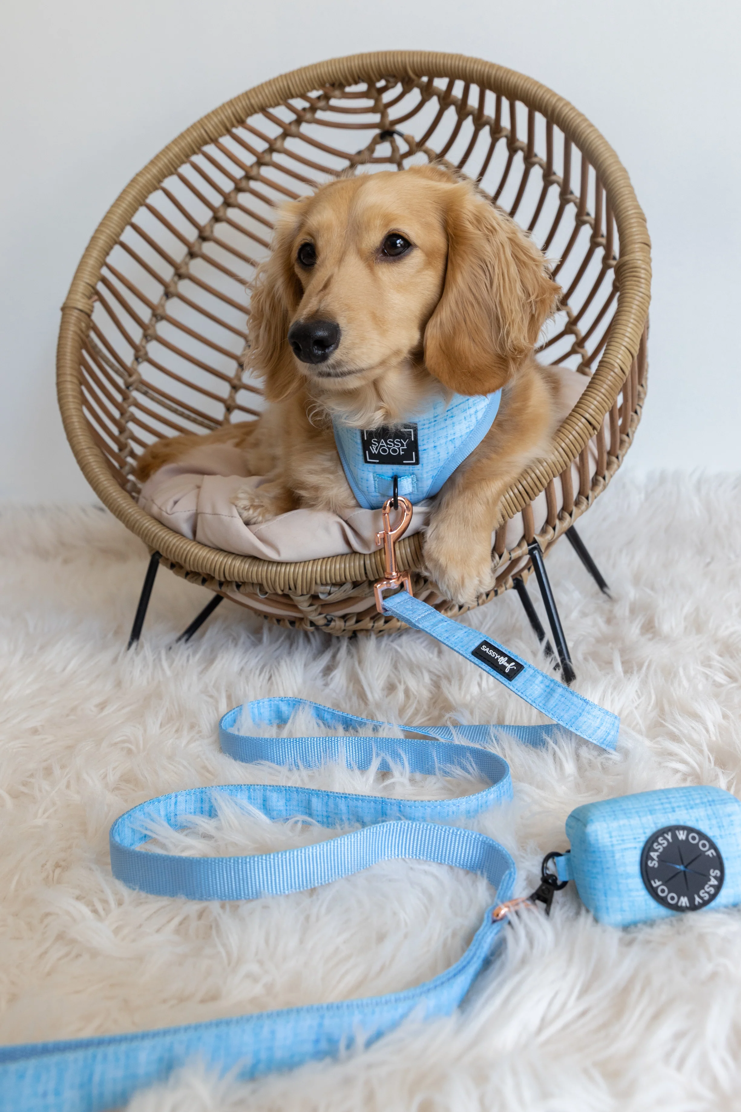 Dog Four Piece Bundle - Blumond - Image 13