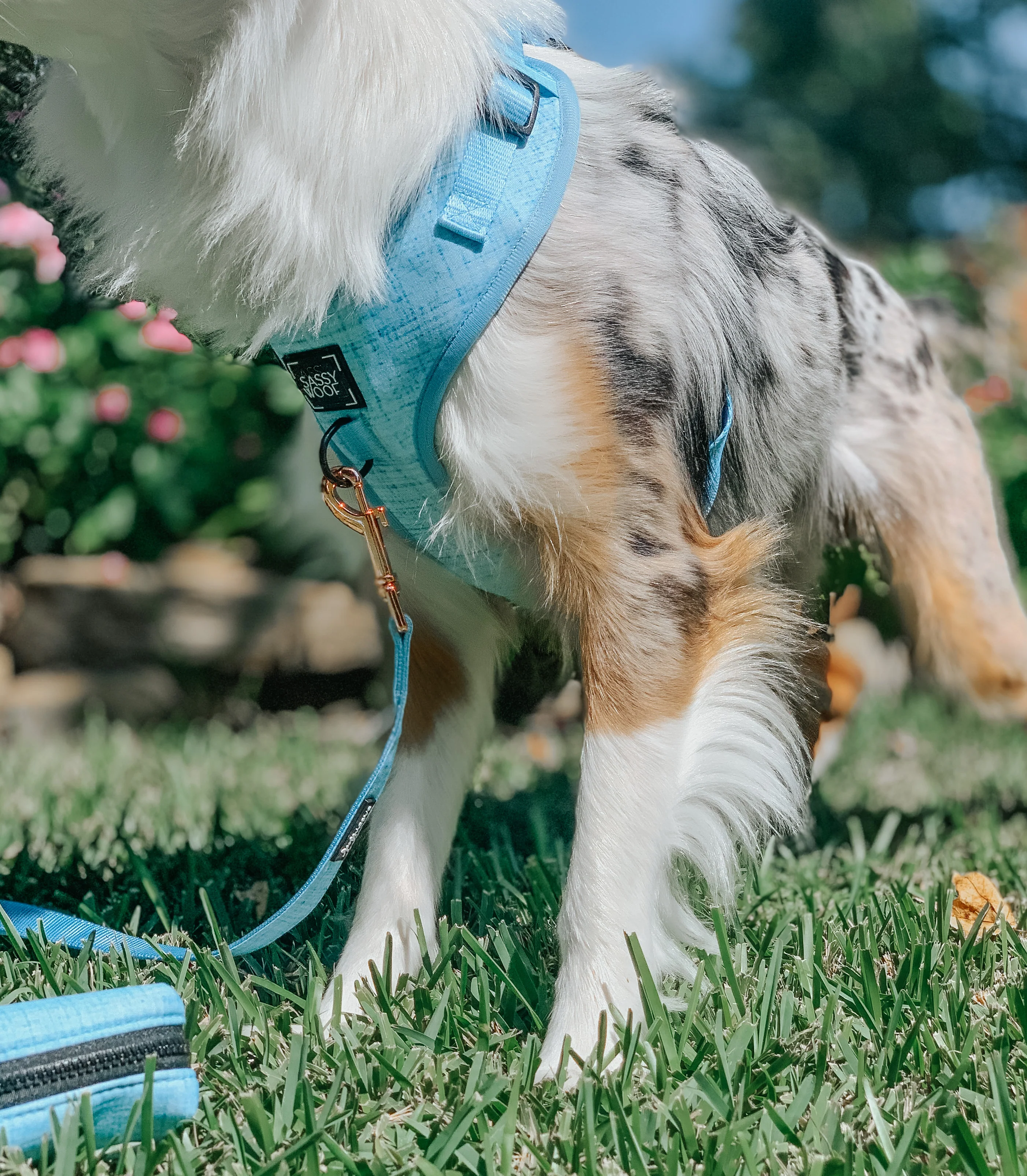 Dog Four Piece Bundle - Blumond - Image 14