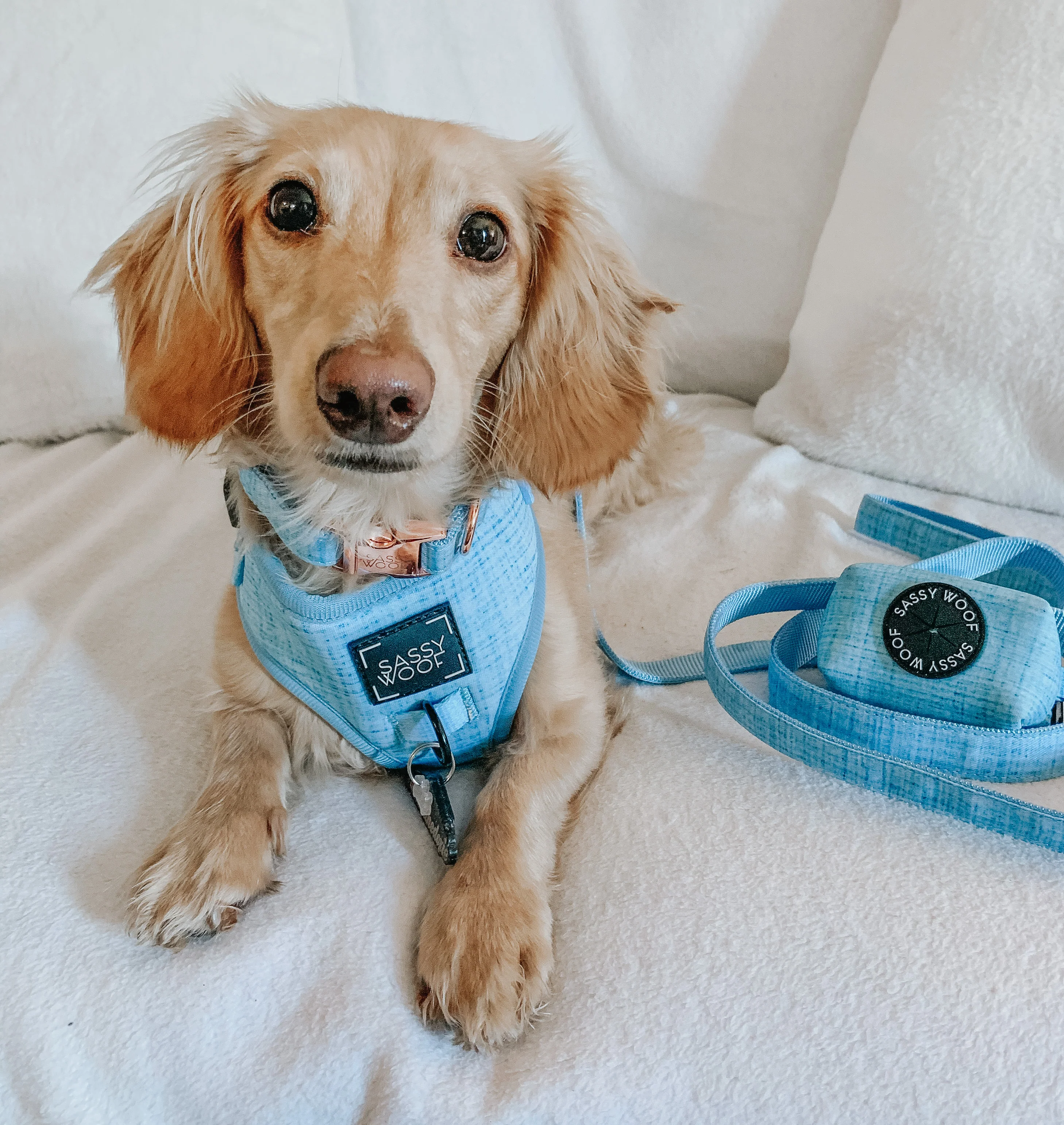Dog Four Piece Bundle - Blumond - Image 17