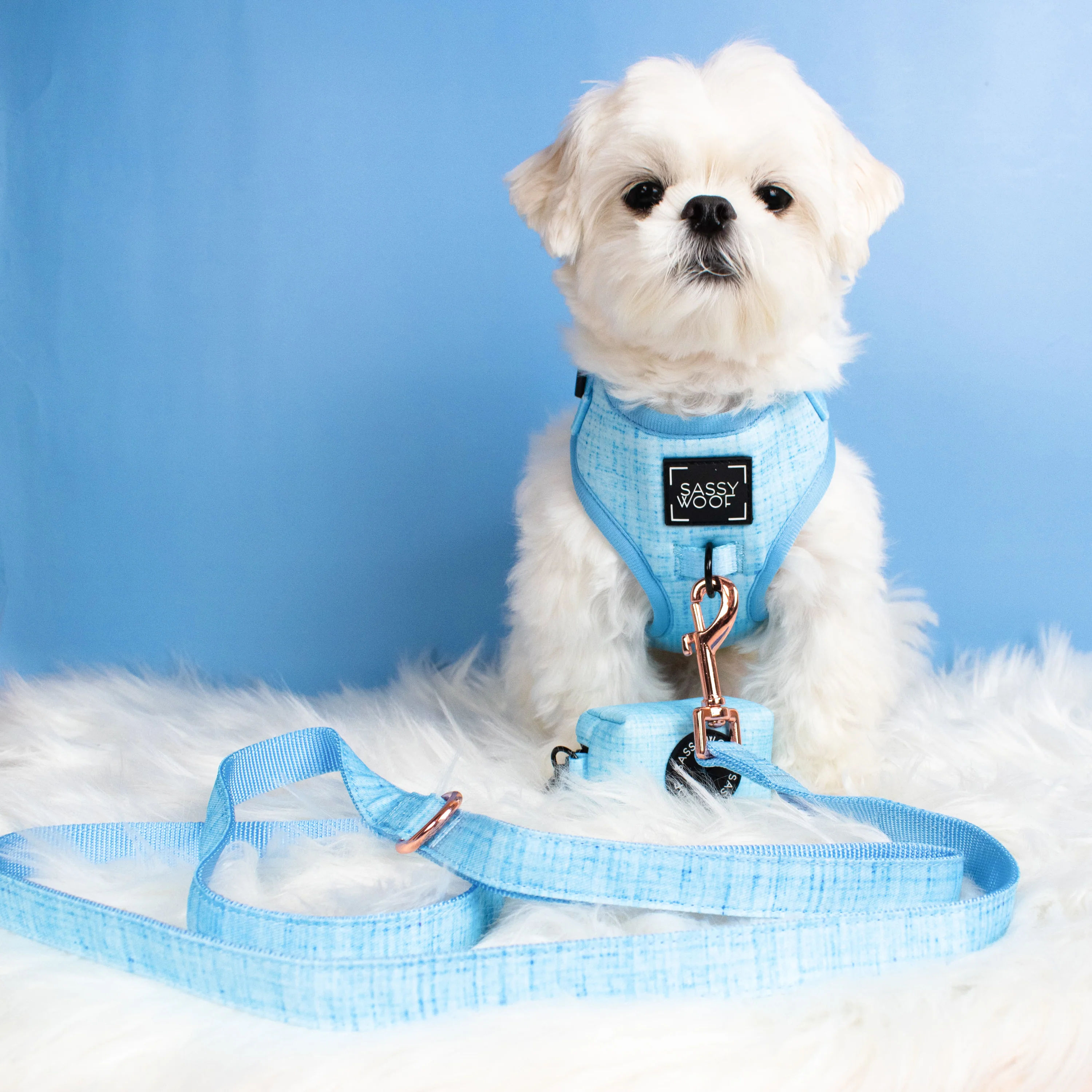 Dog Four Piece Bundle - Blumond - Image 18