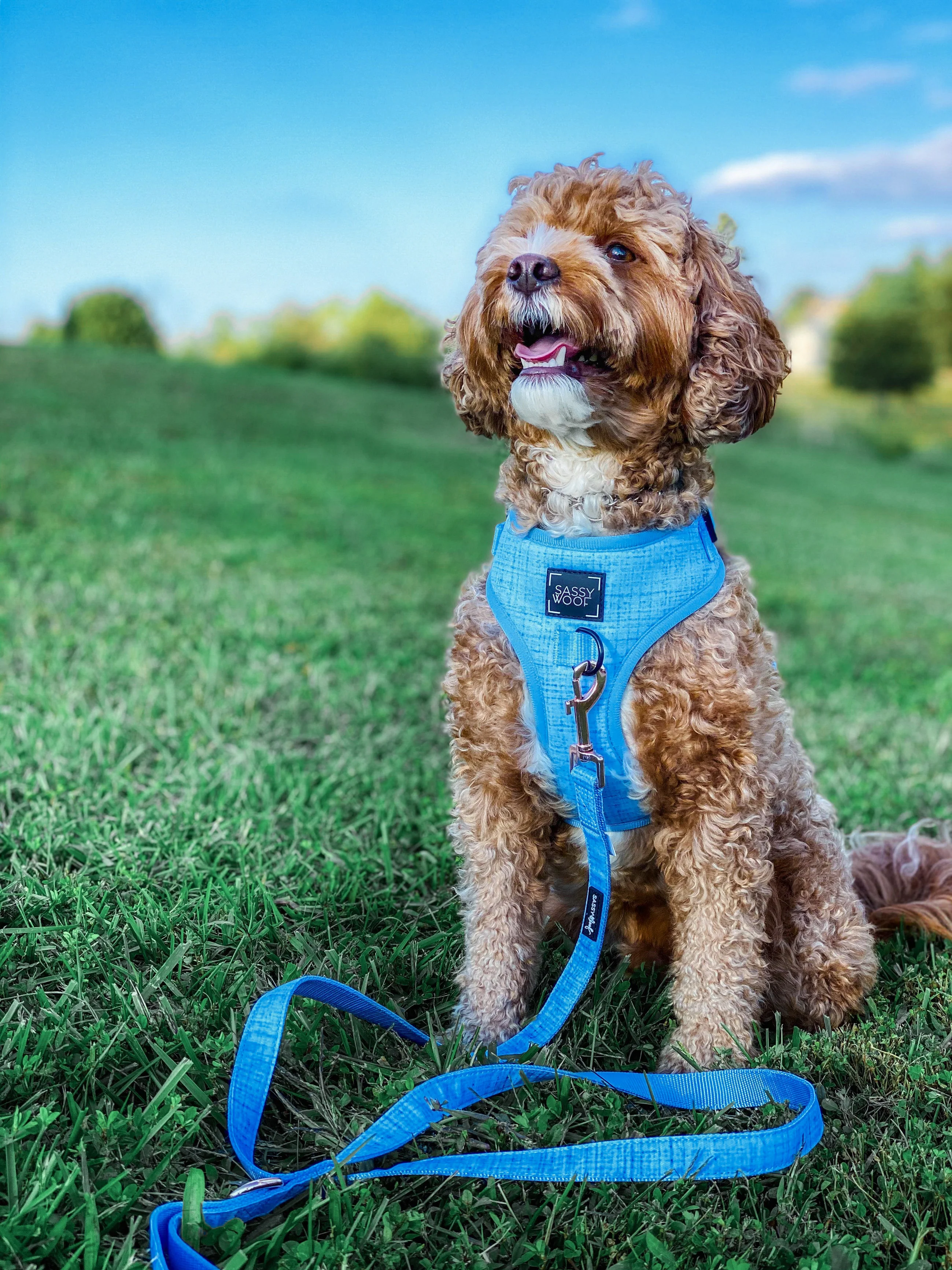 Dog Four Piece Bundle - Blumond - Image 20