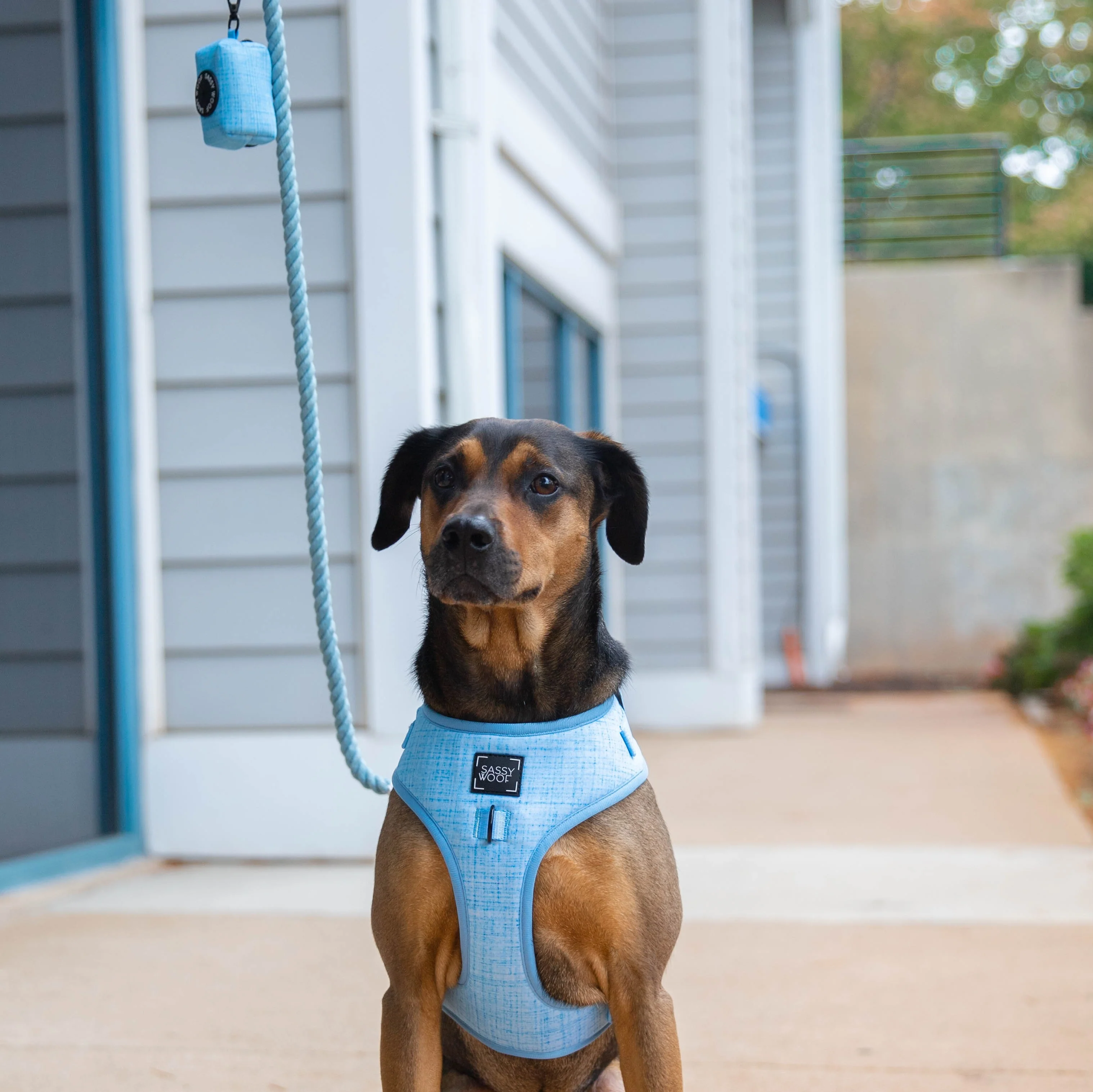 Dog Four Piece Bundle - Blumond - Image 21